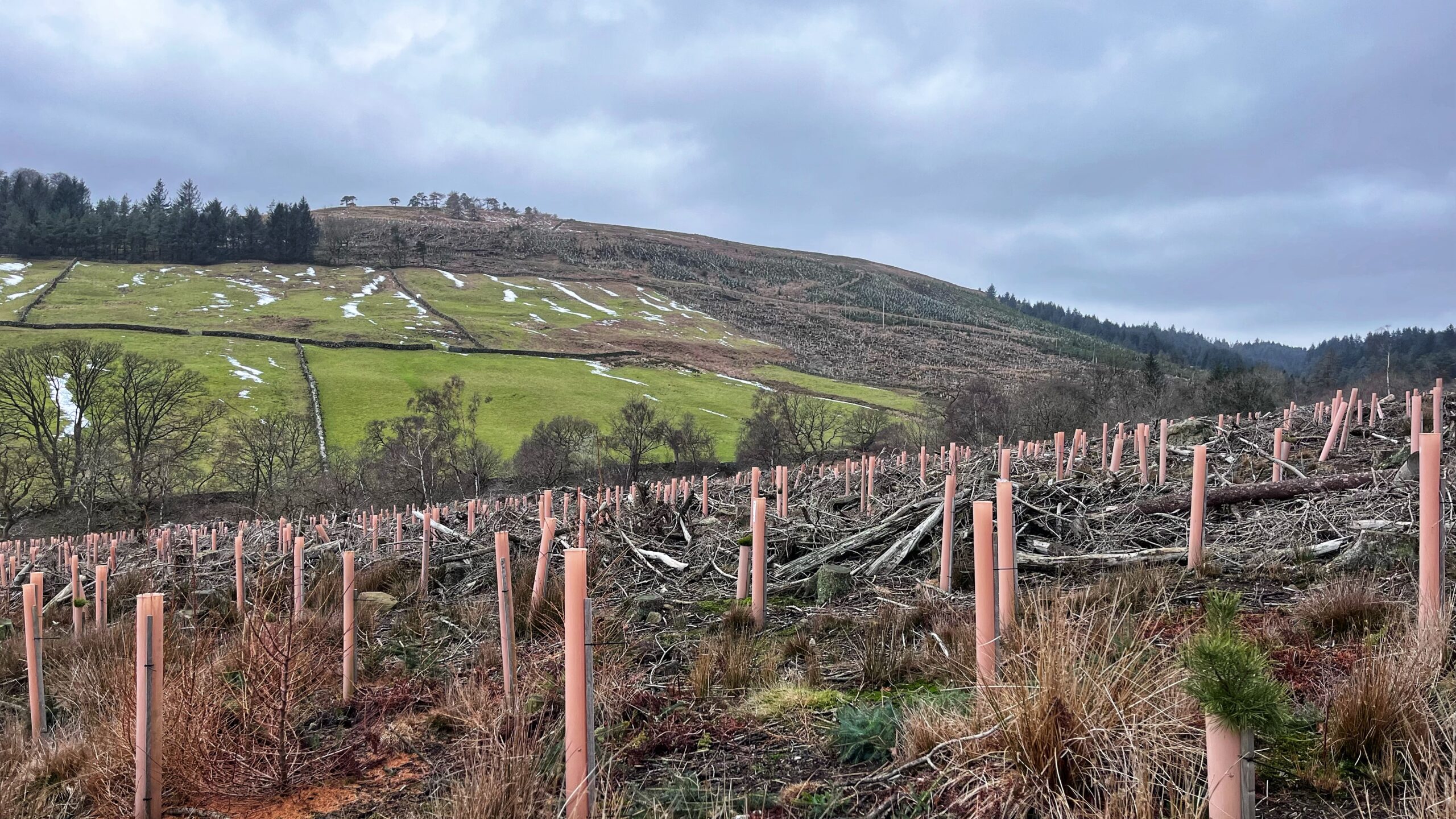 A wide landscape shot of a hillside in Bransdale under a cloudy, overcast sky. In the foreground, dozens of young saplings are protected by tall, pale pink plastic tree guards, protruding from a rugged ground covered in dry brush and fallen branches. In the background, a steep green hill is divided by traditional dry stone walls, with patches of melting snow visible on the grass. A dense line of evergreen trees sits on the left ridge, while the rest of the slope shows signs of recent clearing and reforestation.