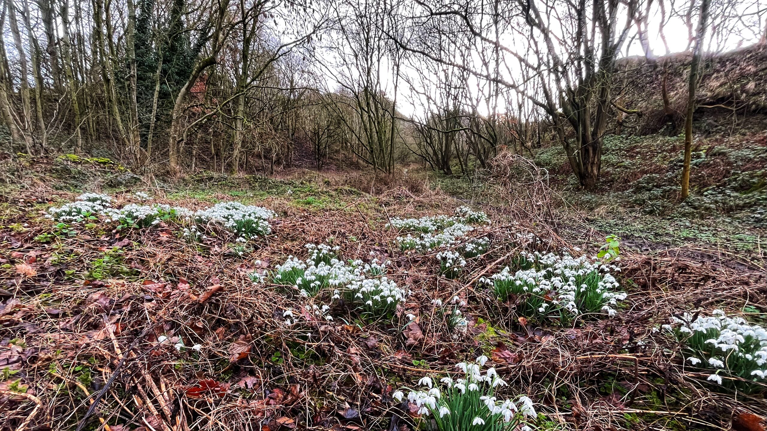A wide-angle, eye-level shot of several clusters of white snowdrops blooming on a forest floor covered in brown, dried leaves and twigs. In the background, thin, leafless trees and sparse green shrubs rise up a gentle slope under a pale, overcast sky.