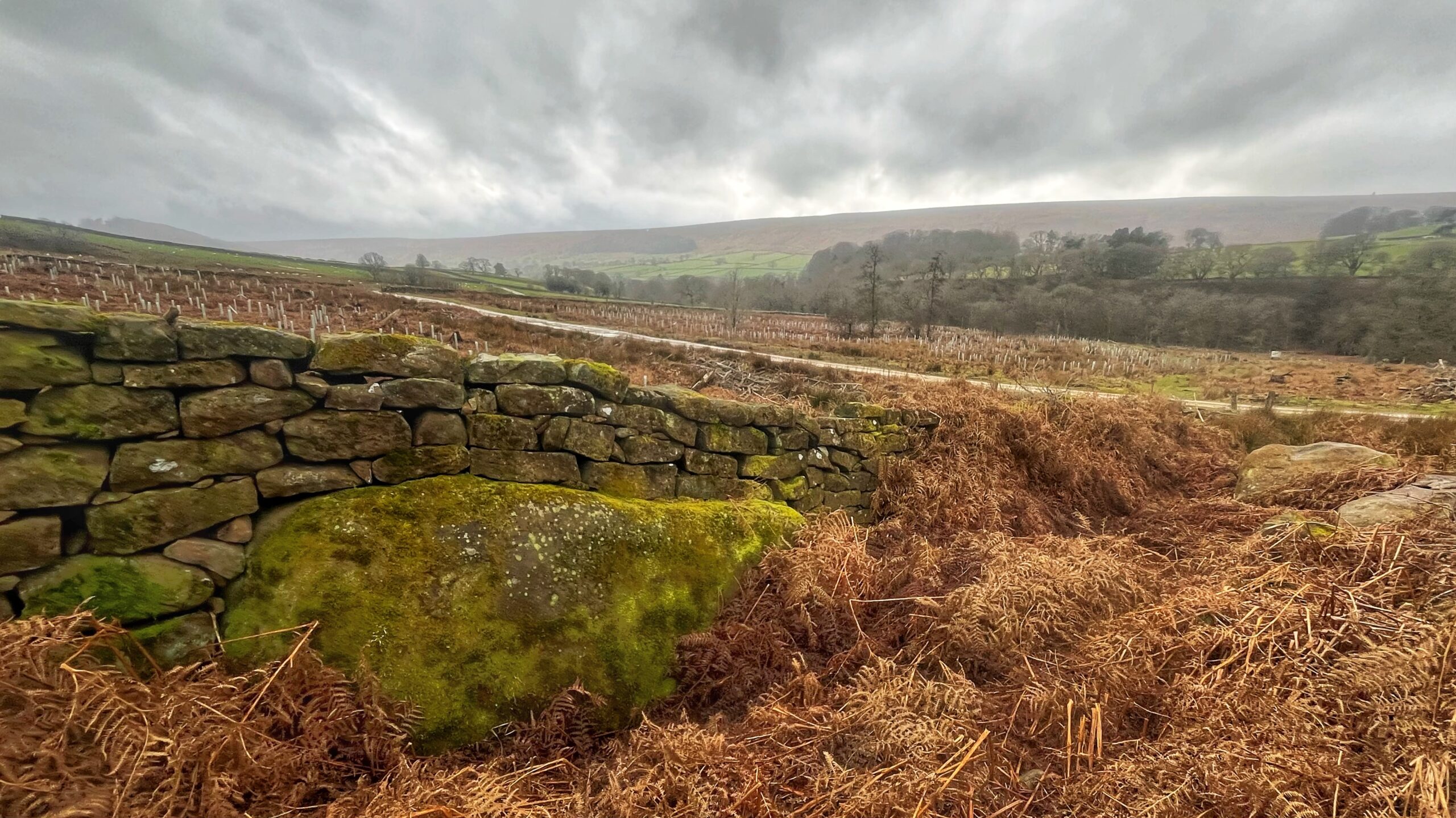 The wide, rural landscape of Bransdale under a heavy, overcast sky. In the foreground, a moss-covered dry stone wall rests atop a large, green boulder, surrounded by dense, reddish-brown bracken. Beyond the wall, a valley slopes down to a winding road. The hillside is dotted with hundreds of thin white vertical tubes, protecting young tree saplings. In the distance, rolling green hills and patches of woodland rise toward a hazy, flat-topped ridge line under grey clouds.