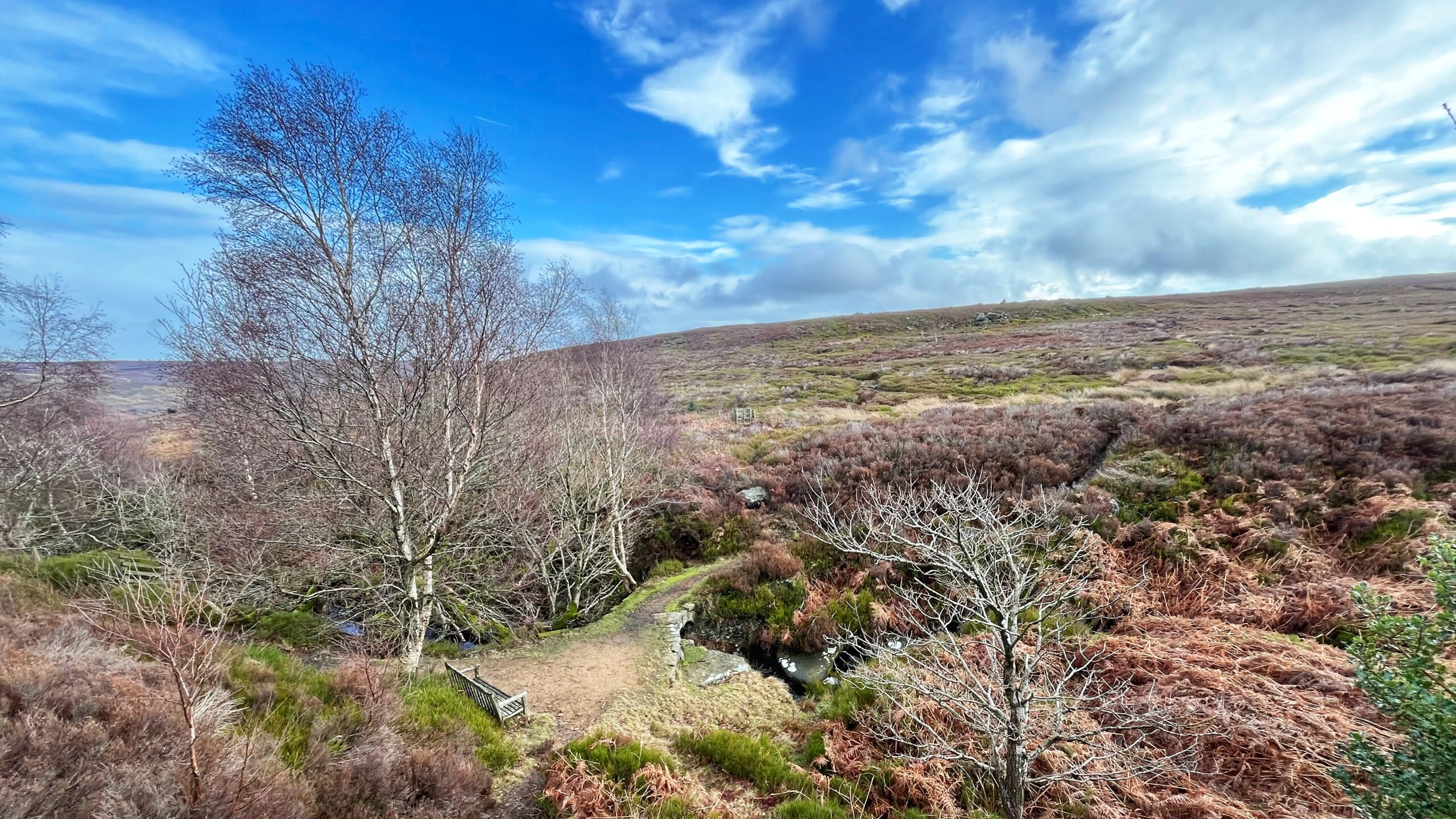 A wide moorland view under a bright blue sky with dramatic white clouds. Bare silver birch trees stand beside a narrow path leading down to a small stone bridge over a stream. Heather and bracken cover the hillside, which rolls upward into the distance. A wooden bench sits quietly beside the path, presumably waiting for someone who will never come.