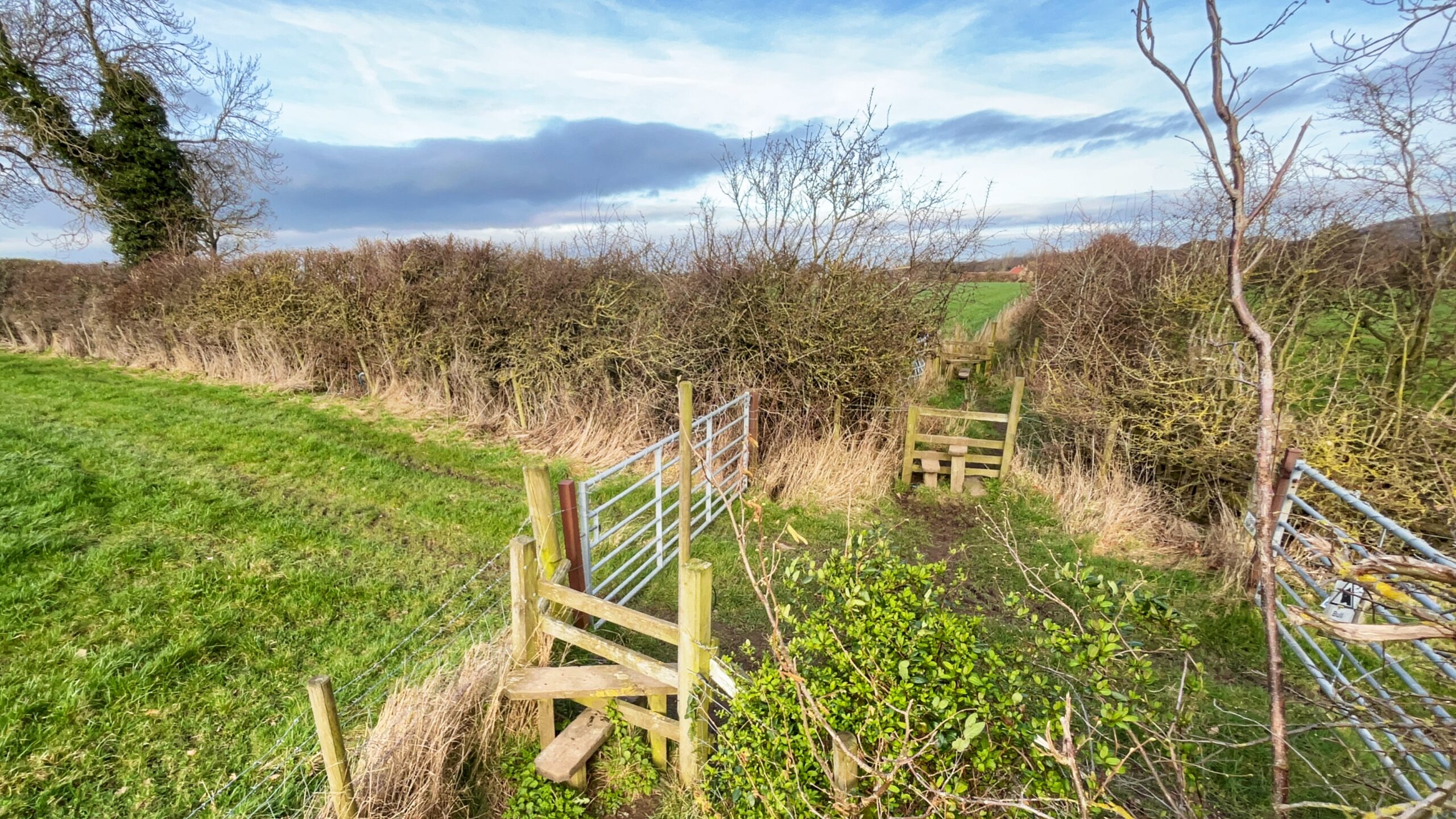 An eye-level, wide shot of a grassy field in the English countryside on a cloudy day. In the foreground, a wooden step stile built into a wire fence leads toward a metal gate. Directly behind the gate, a narrow, muddy path continues through a gap in a dense, dormant hedgerow to a second wooden stile, followed immediately by a third wooden stile further in the distance. The repetitive sequence of stiles suggests a public footpath crossing through multiple small enclosures or boundaries. To the left, a large, ivy-covered tree stands tall against a pale blue sky streaked with thin clouds.