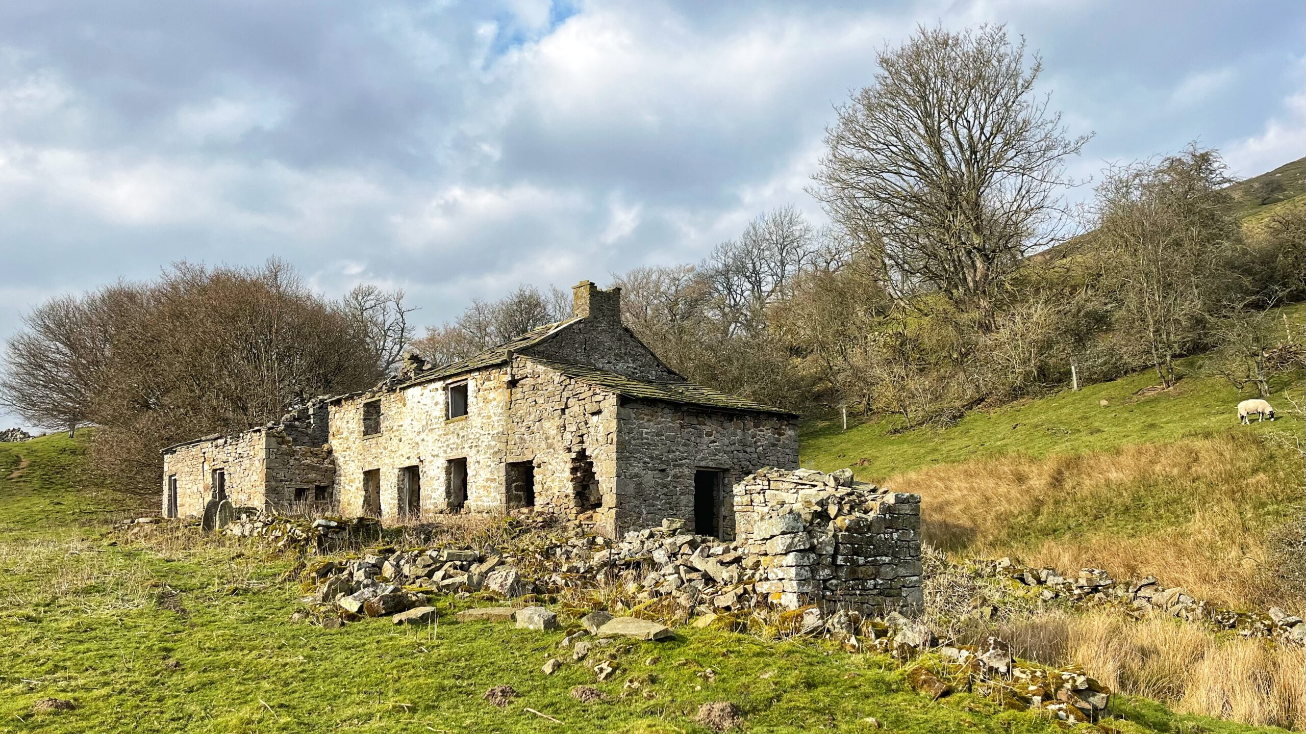 A ruined two-storey stone farmhouse stands in a hillside field in the Yorkshire Dales, its walls crumbling and windows long gone. Scattered rubble surrounds a smaller collapsed outbuilding in the foreground. Bare winter trees frame the scene, a grassy slope rises behind, and two sheep graze to the right, entirely unbothered by the whole sorry business. The sky is bright with patchy cloud.​​​​​​​​​​​​​​​​