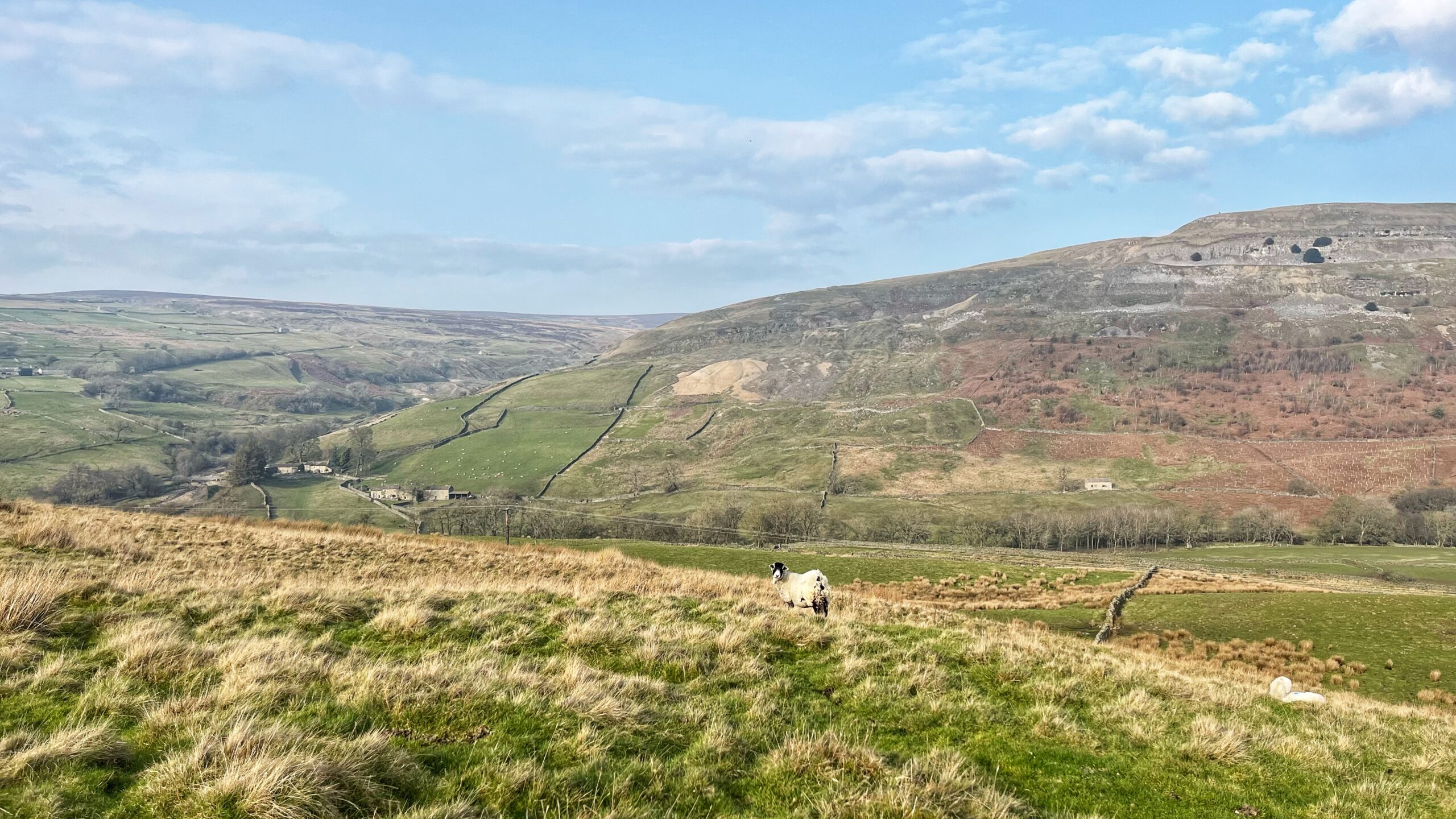 A wide moorland valley in the Yorkshire Dales on a bright, cold day. In the foreground, a single black-faced Swaledale sheep stands on rough grassland. Across the valley, the pale grey limestone face of Fremington Edge dominates the right-hand skyline, its upper rim clearly scarred by old quarry workings cut into the rock. Stone field walls stripe the green valley floor below. A cluster of stone farm buildings sits in the middle distance. The sky is a pale winter blue with scattered cloud.​​​​​​​​​​​​​​​​