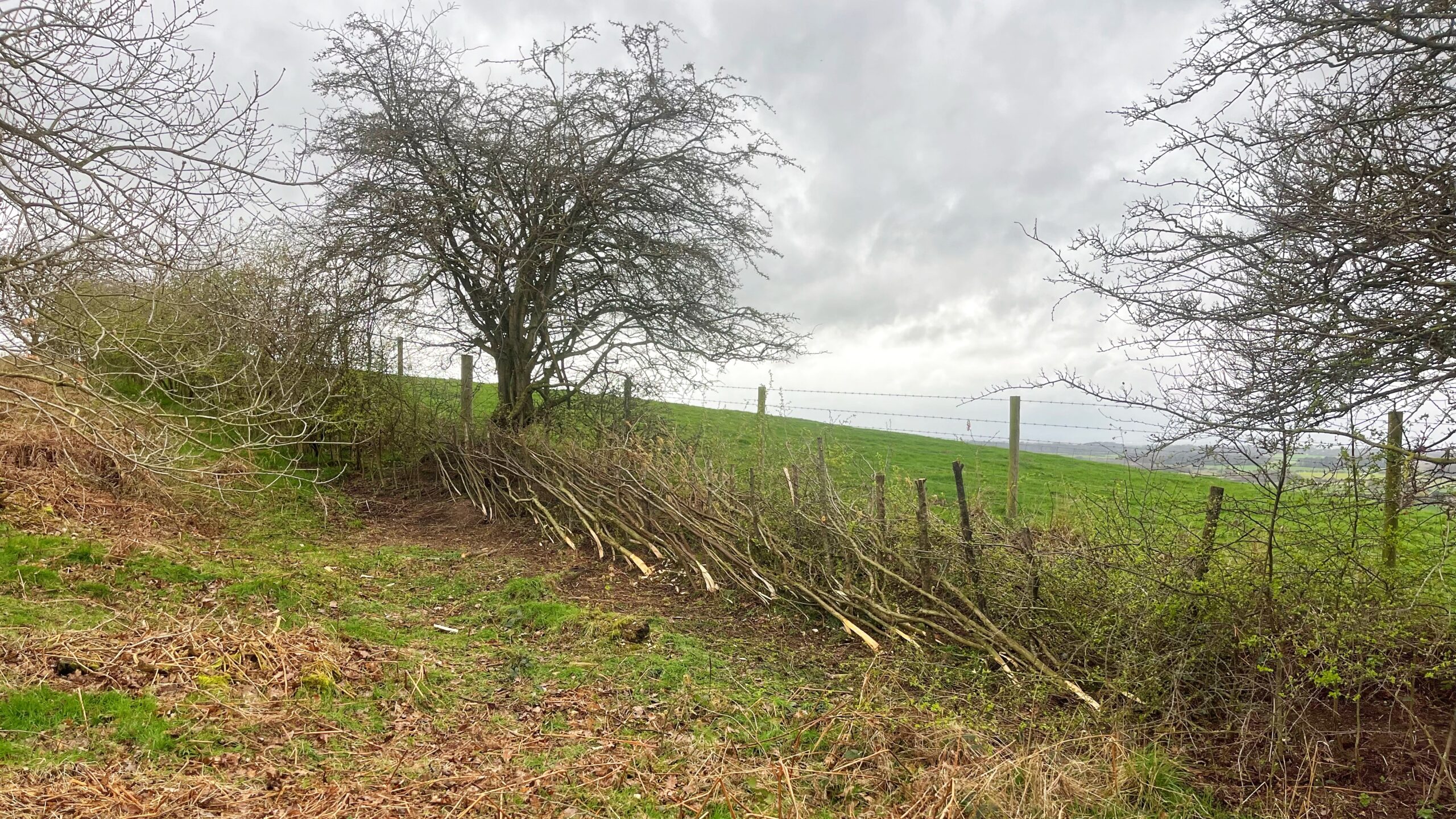 A freshly laid hedge runs along a barbed wire fence on a green hillside field in rural North Yorkshire. The stems have been cut, bent and woven at a low angle, their pale wood showing where they were split. Bare trees stand behind under a grey, overcast sky, with a wide valley visible in the distance.​​​​​​​​​​​​​​​​
