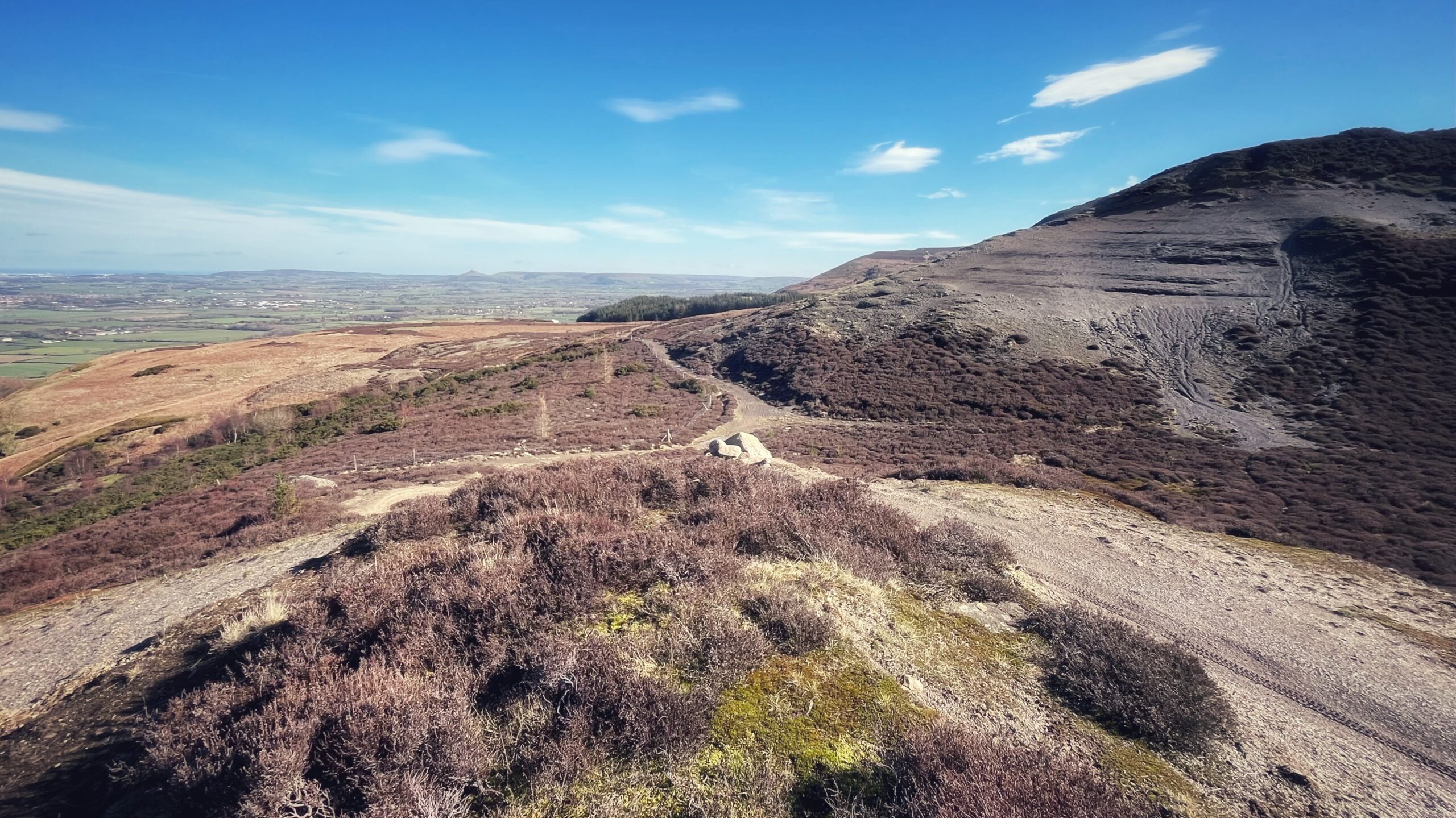 A panoramic view from the slope of Carlton Bank, North Yorkshire, looking north-east across the Cleveland Plain. In the foreground, a broad stony path runs along the ridge, flanked by low heather and patches of moss on exposed sandstone bedrock. To the right, the steep, heavily scarred flank of the hillside shows dramatic erosion channels and layered exposed shale — the visible remains of the disused alum quarry workings. A belt of conifer plantation sits in the middle distance, with the wide, flat vale stretching beyond to the horizon under a bright blue sky with light cloud. The prominent isolated hill of Roseberry Topping, is visible on the far skyline to the left of centre.​​​​​​​​