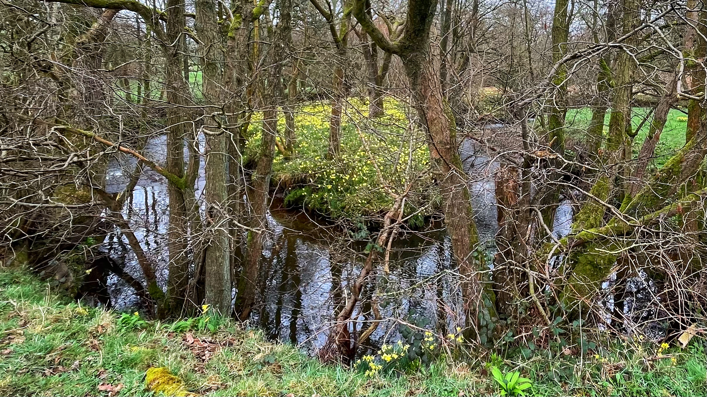 A narrow, dark river winds through a tangle of bare, moss-covered trees in early spring. On the far bank, wild daffodils glow yellow among the bare branches and fresh green grass. The water reflects the trees above. Fallen leaves line the near bank. The scene is rather pleasantly untidy, as nature intended.​​​​​​​​​​​​​​​​