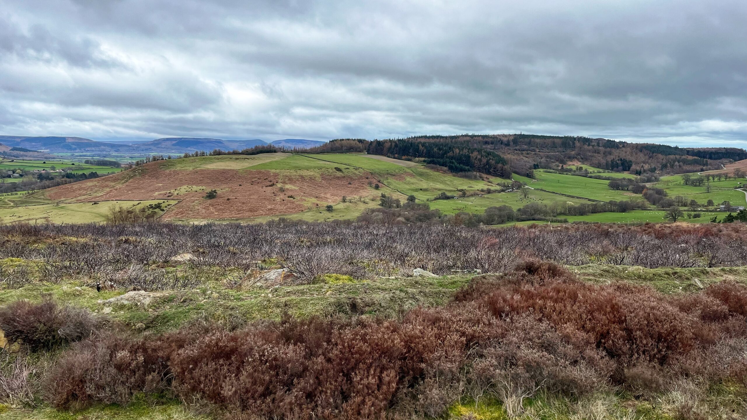 A wide moorland view in early spring. In the foreground, heather and low scrub in deep russet and brown cover rocky ground. Beyond that, rolling green fields divided by dry-stone walls stretch across a broad valley. A rounded hill rises to the left, its slopes covered in dead bracken. A dark conifer plantation sits on the ridge to the right. In the far distance, higher fells lie beneath a heavy grey sky.