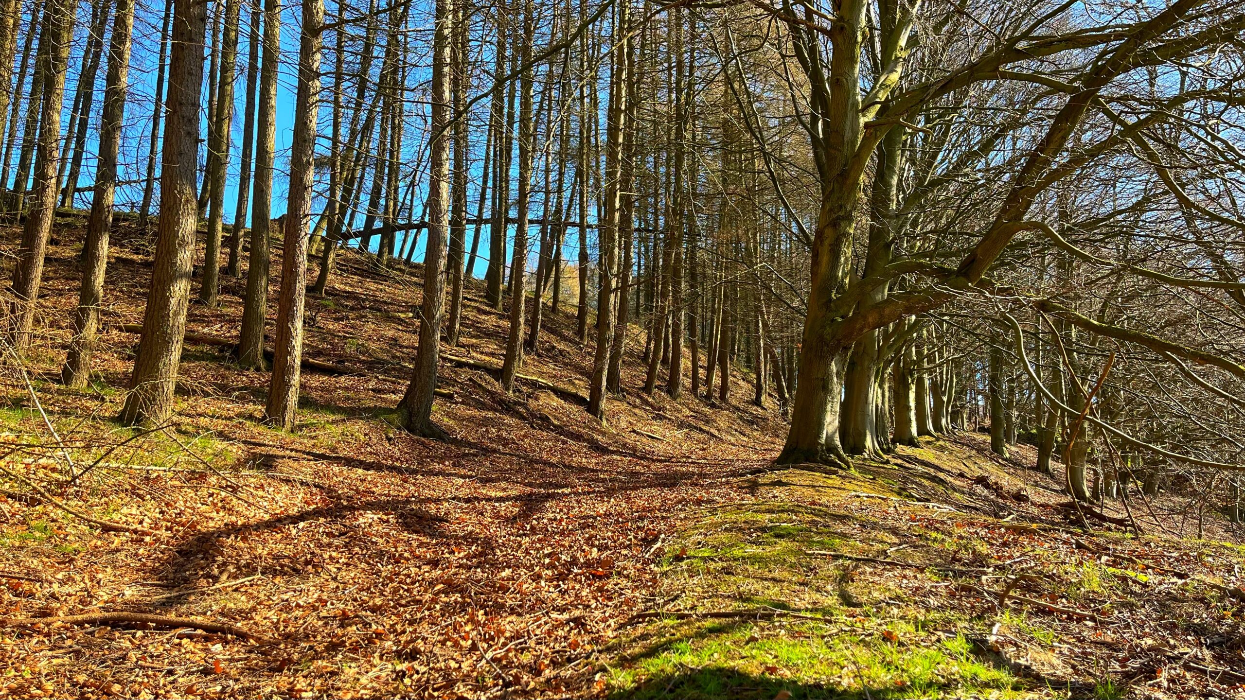 A sunlit woodland track on a steep hillside in late winter or early spring. Bare beech trees with pale grey trunks stand to the right, their branches reaching across a vivid blue sky. Slender conifer trunks line the slope to the left. The ground is carpeted in rust-brown fallen leaves, crossed by long shadows from the trees. A strip of bright green moss runs along the lower edge of the track. The scene is in Bransdale, North Yorkshire, and shows the course of a former Victorian road through Hall Plantation.​​​​​​​​​​​​​​​​