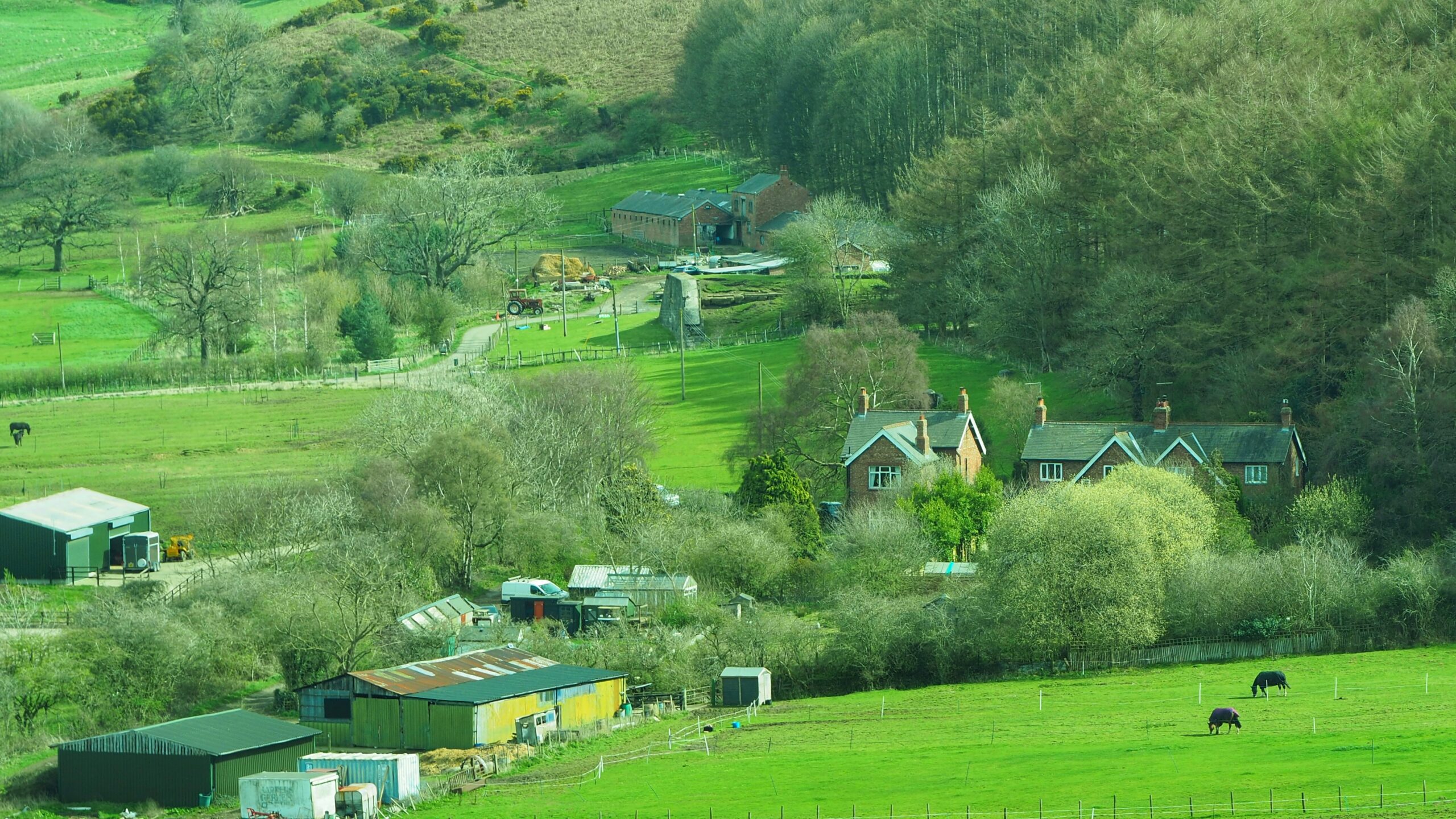 A elevated view across green fields showing the former site of Belmont Ironstone Mine near Guisborough. In the centre-right stand three red-brick Victorian cottages, built for key mine workers and still inhabited today. Behind them, a larger red-brick building with a slate roof survives from the mine’s working days, most likely the stables. A concrete structure, the remains of the tipping gantry wall, is visible nearby. The foreground shows a working farm with corrugated iron sheds, scattered outbuildings and two black cattle grazing. The hillside behind is heavily wooded, rising towards Highcliffe where the ironstone seam once outcropped. The scene is a thoroughly English mixture of industrial heritage quietly absorbed into ordinary rural life.​​​​​​​​​​​​​​​​