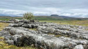 A sweeping view across the limestone pavement of Winskill Stones in the Yorkshire Dales, with weathered grey limestone blocks in the foreground, cracked and scored into irregular slabs by centuries of rain. A small, windswept hawthorn tree grows from a gap in the rock. Beyond the pavement, wide green fields divided by drystone walls stretch across the valley floor under a heavy, cloud-filled sky. In the distance, the unmistakable flat-topped profile of Pen-y-Ghent rises from the moorland, its summit plateau clearly defined against the pale grey sky.​​​​​​​​​​​​​​​​