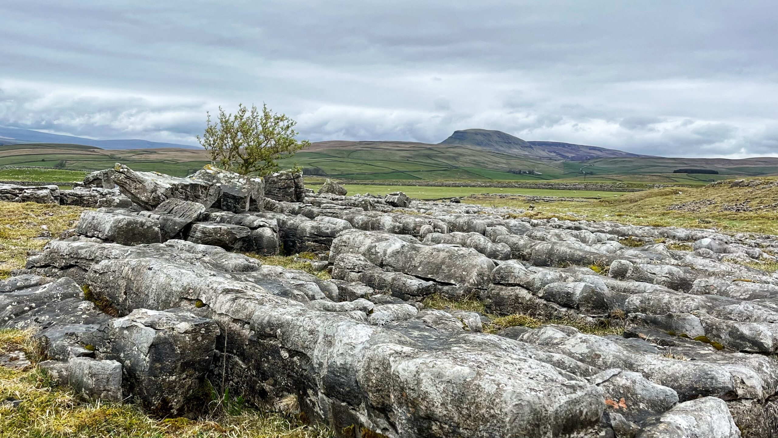 A sweeping view across the limestone pavement of Winskill Stones in the Yorkshire Dales, with weathered grey limestone blocks in the foreground, cracked and scored into irregular slabs by centuries of rain. A small, windswept hawthorn tree grows from a gap in the rock. Beyond the pavement, wide green fields divided by drystone walls stretch across the valley floor under a heavy, cloud-filled sky. In the distance, the unmistakable flat-topped profile of Pen-y-Ghent rises from the moorland, its summit plateau clearly defined against the pale grey sky.​​​​​​​​​​​​​​​​