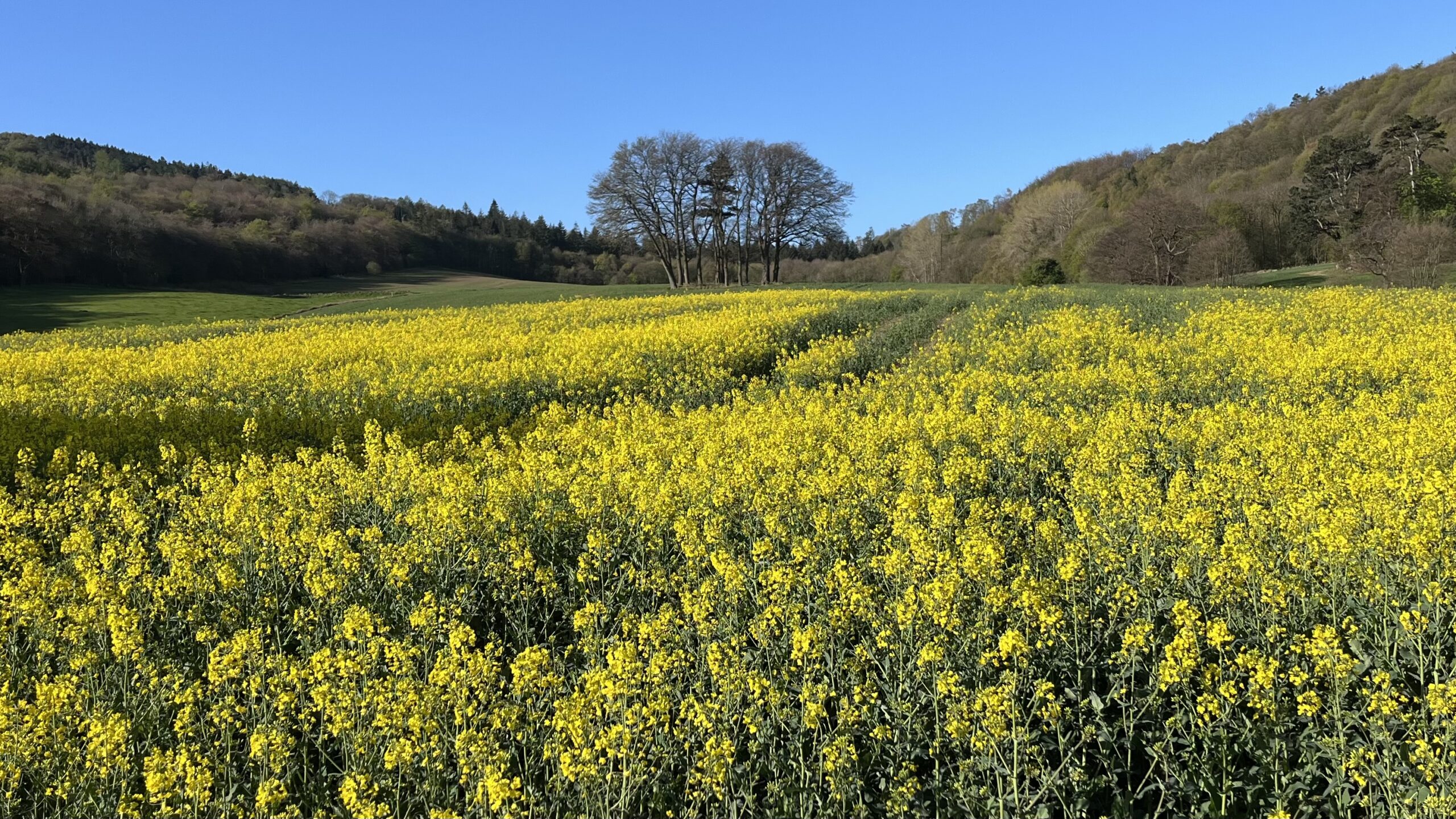 A vast field of bright yellow rapeseed in full bloom fills the foreground, set in a green valley flanked by wooded hillsides under a clear blue sky. A small cluster of bare trees stands in the middle distance.​​​​​​​​​​​​​​​​