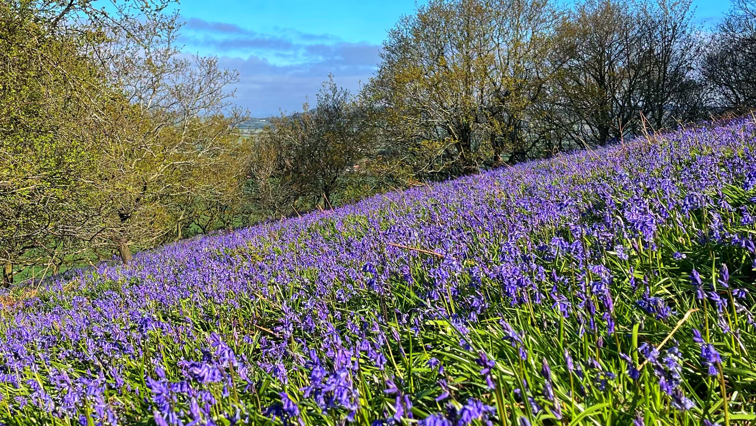 A steep, sunny hillside covered in a thick, vibrant carpet of violet-blue native bluebells. Several leafy deciduous trees with early spring foliage are scattered across the slope. In the background, a distant view of a green rural valley stretches out under a clear blue sky with light clouds.
