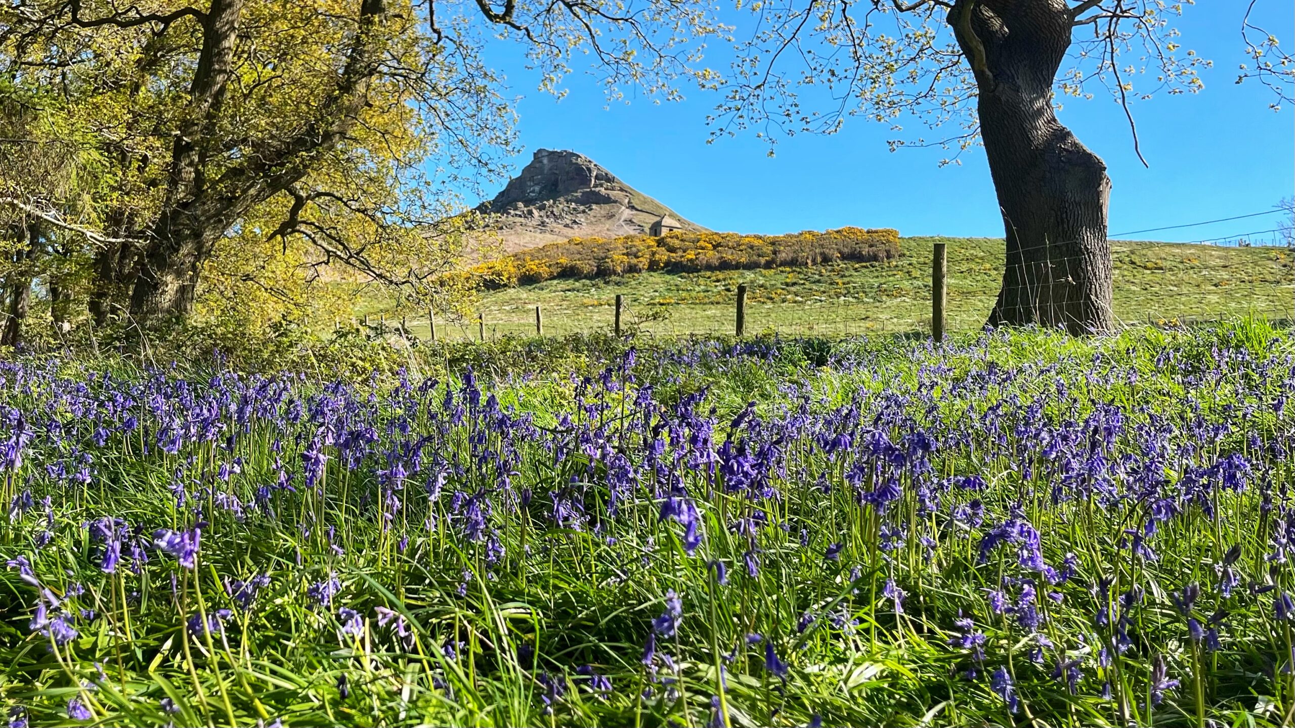 A carpet of bluebells in vivid purple covers a sunlit meadow in the foreground, framed by two trees in fresh spring leaf. Beyond a post-and-wire fence, gorse blazes yellow across the hillside. In the background, the distinctive conical rocky summit of Roseberry Topping rises sharply against a clear blue sky, with a small stone building visible near its base.​​​​​​​​​​​​​​​​