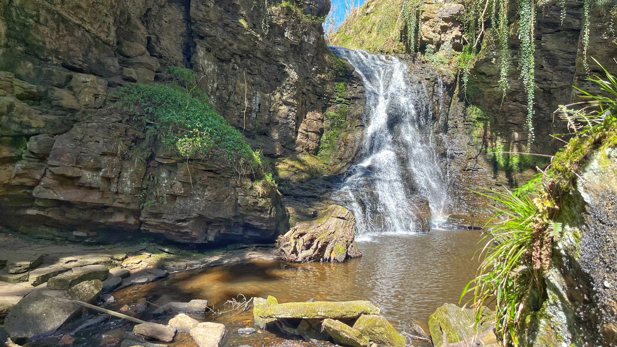 A waterfall cascades down a tall, layered sandstone cliff face into a shallow, rust-brown plunge pool below. A large moss-covered fallen tree trunk lies in the pool at the base of the falls. The surrounding rock walls are dark and damp, patched with green ferns, ivy and clinging vegetation. Sunlight catches the white water against the dark stone. Rocky ledges and boulders line the foreground, with tufts of grass and moss-covered rocks to the right. The sky is a narrow strip of blue visible at the top of the gorge.​​​​​​​​​​​​​​​​