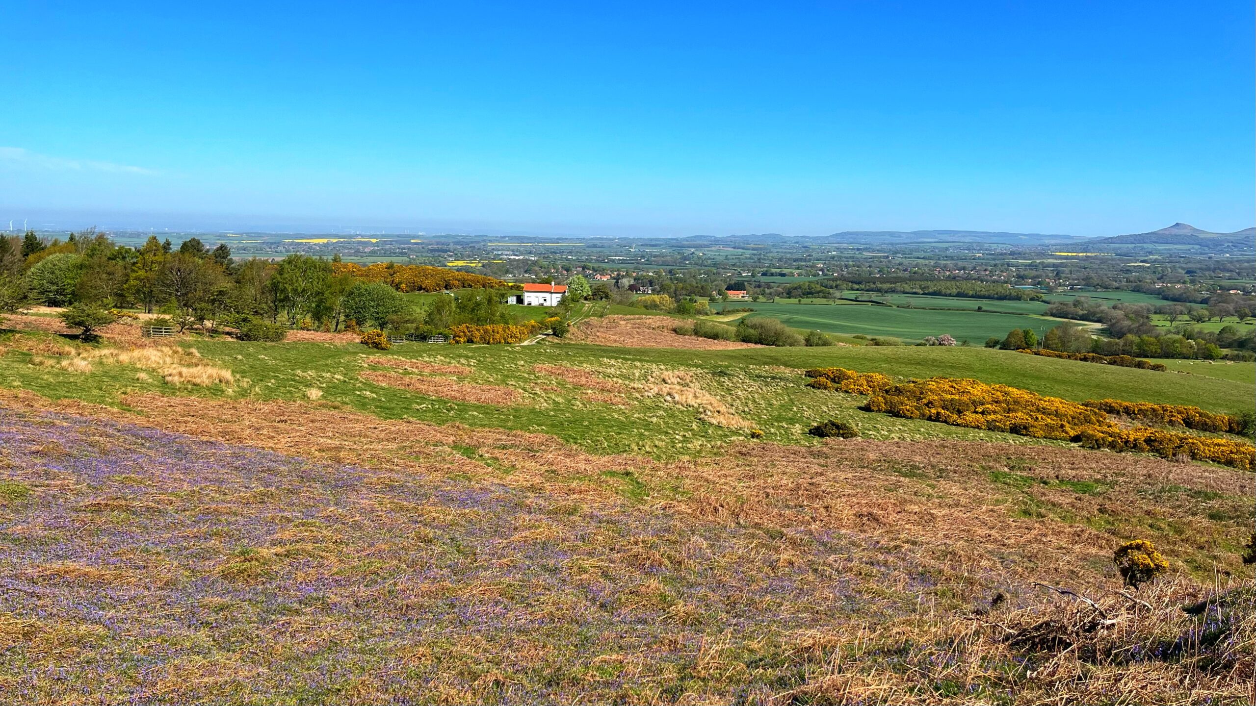 A sweep of bluebells carpets a sun-drenched hillside above the Plain of Cleveland, Yorkshire. Golden gorse blazes across the slopes, with the white-walled Pybus Scout Centre sitting below. Green fields stretch to the horizon, where the unmistakable sandstone-capped glacial outlier of Roseberry Topping punctuates a flawless blue sky.