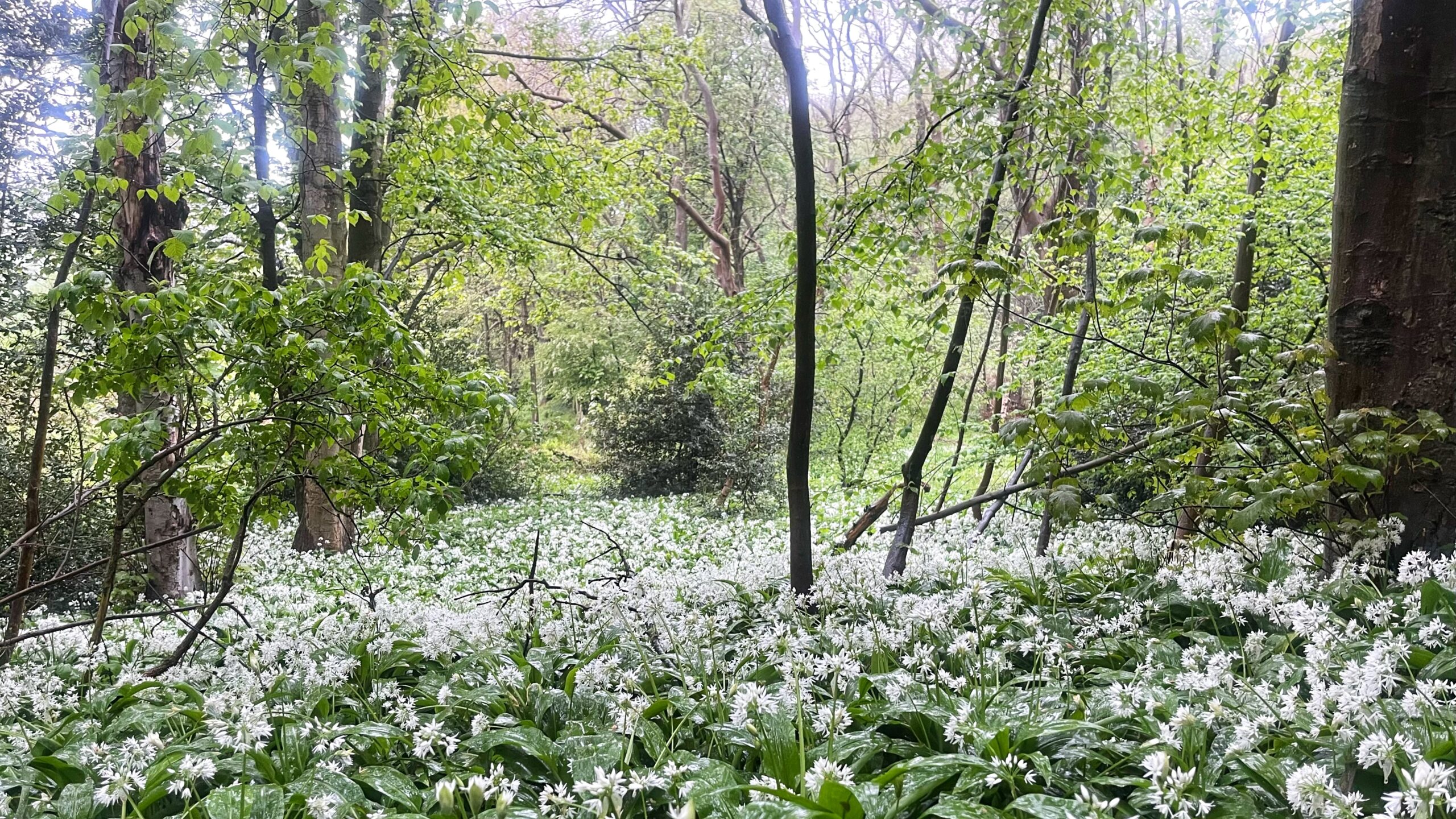 A woodland floor carpeted wall-to-wall in wild garlic, known as Ramsons, in full white flower. Tall deciduous trees rise above the sea of star-shaped blooms. Fresh spring leaves catch the light overhead. Quite the sight.