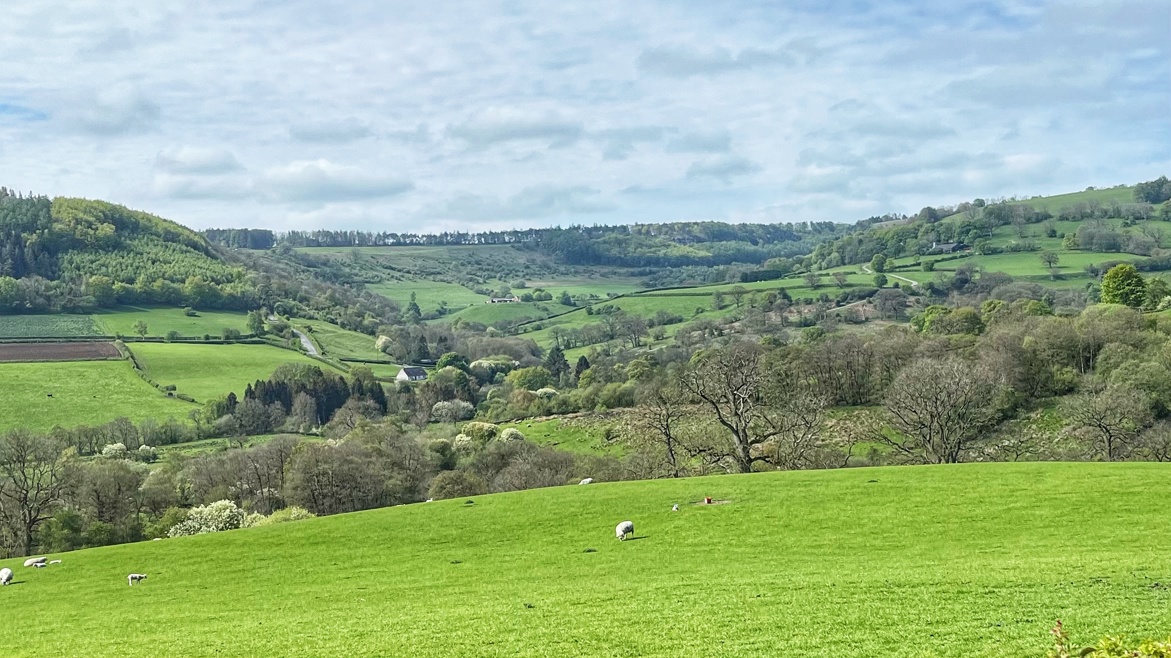 A rather fine view across Gowerdale from the lower slopes of Easterside Hill, showing rolling green fields in the foreground where sheep are grazing in a thoroughly untroubled manner. Beyond them, the valley drops away into a patchwork of fields, hedgerows, woodland and scattered farmhouses, all doing their level best to look quintessentially English. The trees are in early leaf, suggesting spring has turned up as promised. In the far distance, wooded hills rise under a wide sky of pale blue broken by cloud. The whole scene is, not to put too fine a point on it, extraordinarily green.