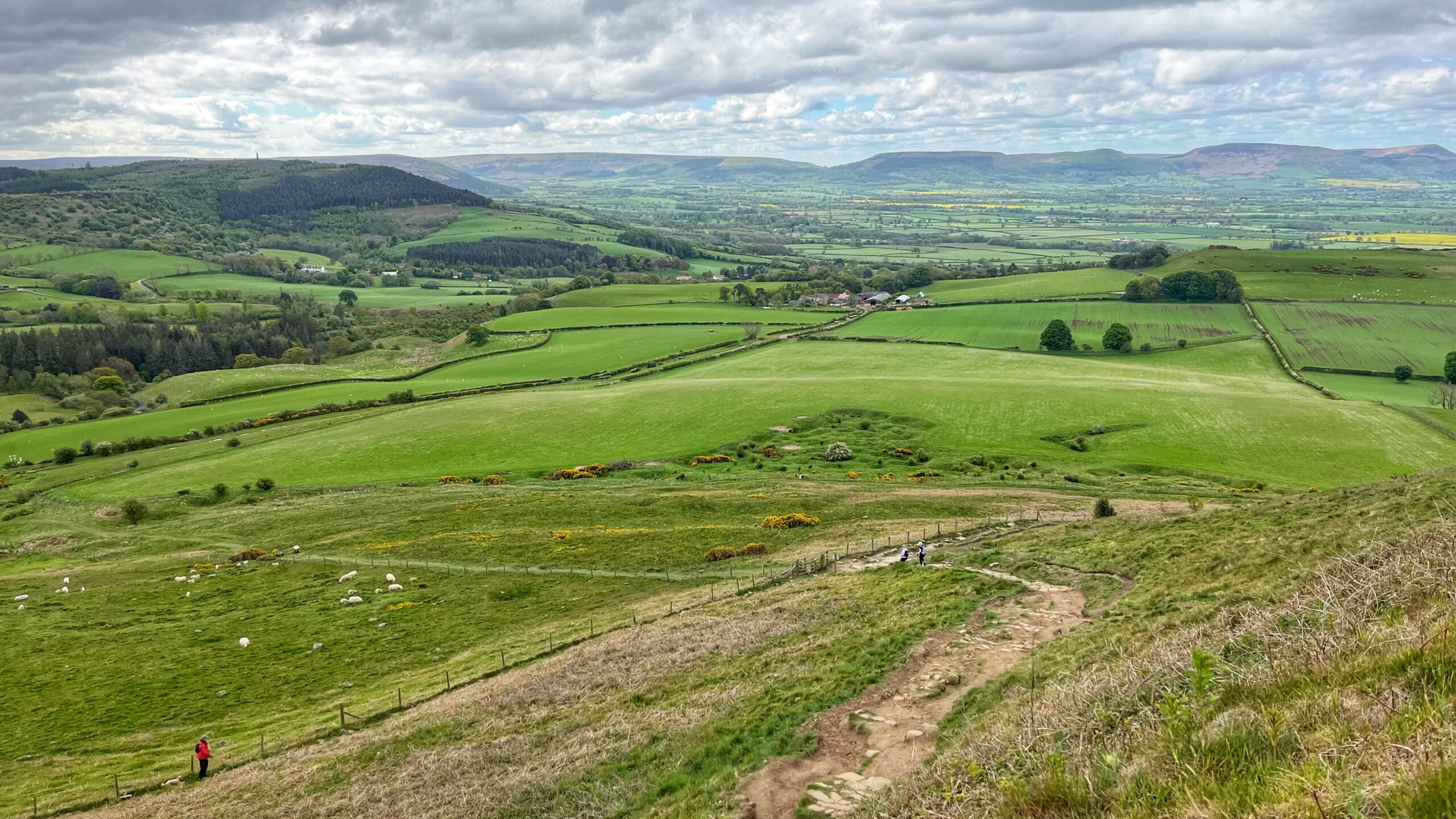 View from the summit ridge of Roseberry Topping, North Yorkshire, looking south-east towards Aireyholme Farm. Rolling green fields divided by dry stone walls and fences stretch across the valley below. Scattered sheep graze the lower slopes. Bright yellow gorse bushes dot the hillside. A narrow footpath winds steeply down the foreground. A lone walker in a red jacket stands on the left. Rapeseed fields glow yellow in the distance. The Cleveland Hills rise on the horizon under a partly cloudy sky.​​​​​​​​​​​​​​​​