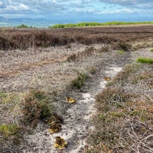 A narrow moorland path through low heather, with six or seven small fluffy grouse chicks crouching on the pale sandy track in the foreground, set against a wide expanse of open moorland, a treeline, a broad valley and distant hills under a partly cloudy sky.
