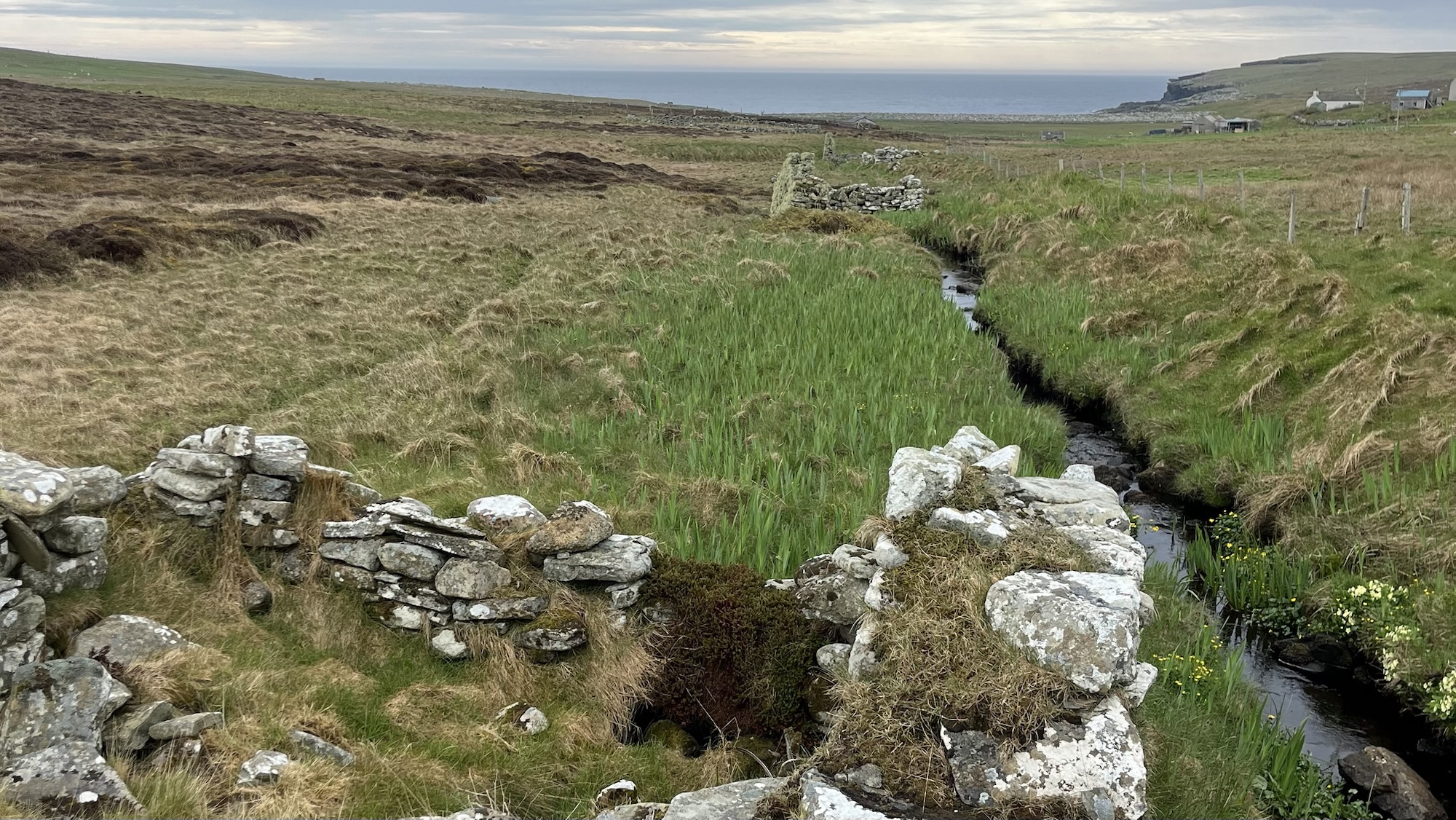 The remains of at least three small horizontal water mills sit in a boggy valley, divided by a narrow mill lade — a stone-lined channel carrying dark water from right to left. The roofless stone structures, built from dry-laid local rock, are barely knee-high, though they were once rather more impressive. Rough moorland grass and iris beds fill the enclosures. A farmhouse and cliff tops are visible in the far distance, with the sea beyond. The sky is the usual sort of grey that passes for summer in these parts.