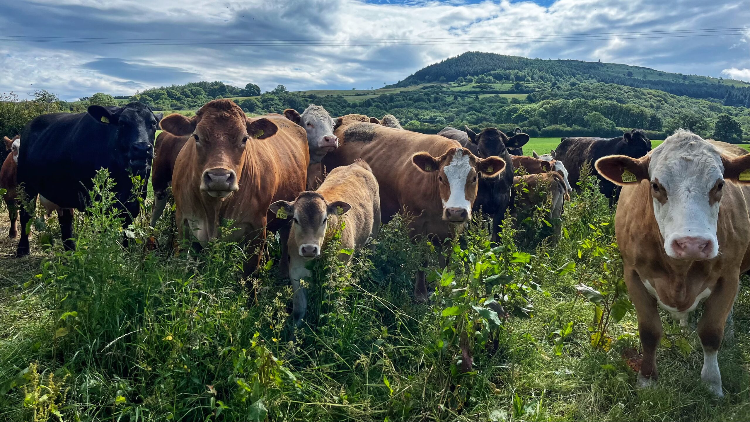A group of cattle, including several reddish-brown, black, and white-faced cows along with a young calf, stand in a lush field of tall green grass and weeds. The animals, many of which are wearing yellow ear tags, are looking directly toward the viewer. The background features a prominent, tree-covered hill and a bright sky with scattered white clouds.