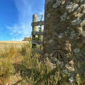 A weathered stone gatepost fills the right side of the frame, covered in pale grey and green lichen and with an Ordnance Survey benchmark arrow chiselled into its face. A wooden fence, its rails bowed and greying, runs off to the left, tangled with nettles. Beyond it lies a field of dry golden grass, with the jagged, flat-topped hill of Roseberry Topping visible in the distance under a blue sky.