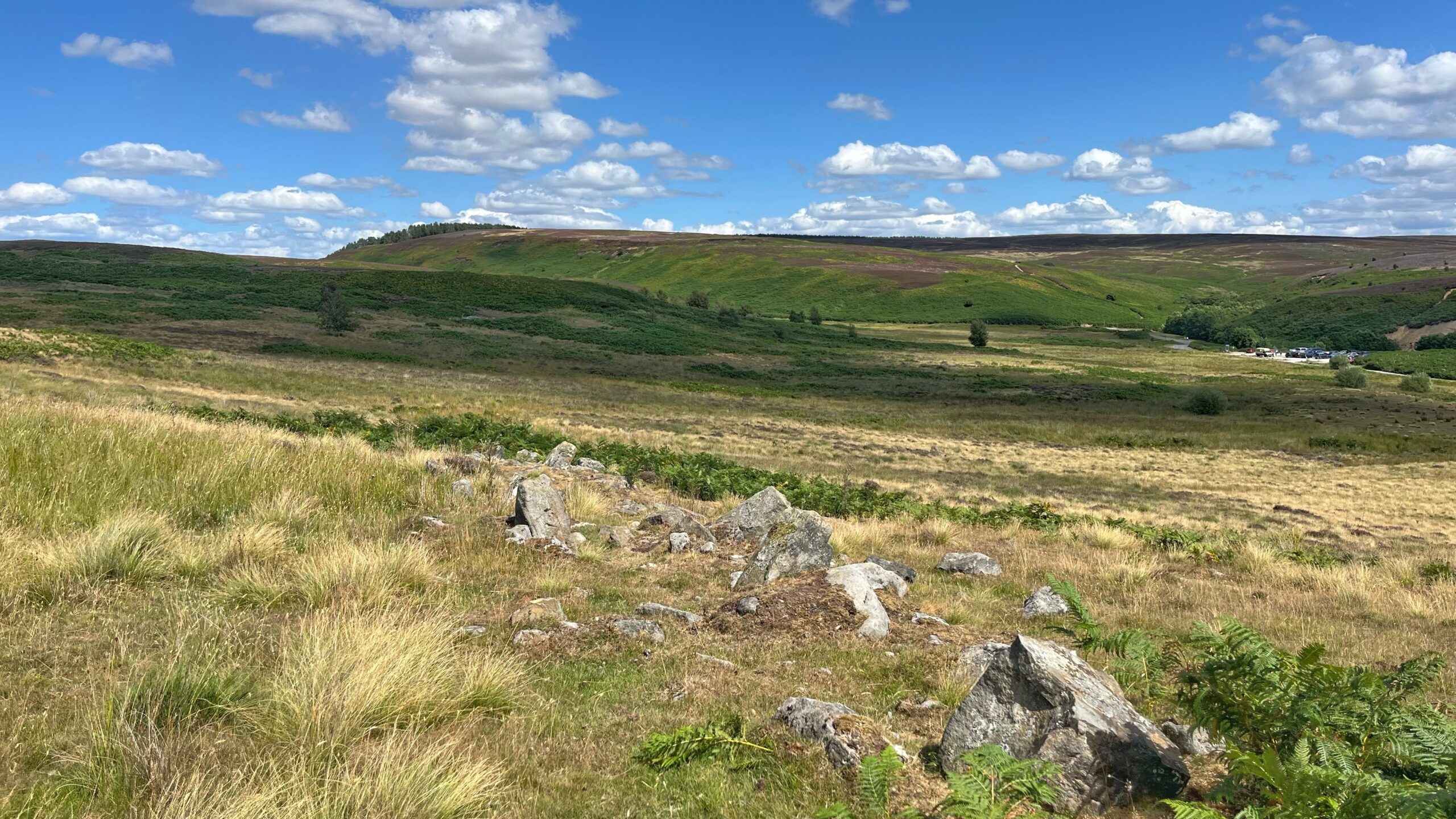 This photograph captures a section of the ruined Bronze Age orthostatic wall on Scarth Wood Moor. In the foreground, a line of large, weathered grey boulders and upright stones (orthostats) stretches across a grassy, yellow-toned landscape. Some stones stand upright as originally intended, while others have fallen or become partially embedded in the soil. The background features the rolling, undulating skyline of the Cleveland Hills, with slopes covered in a mix of green grass and purple heather. To the right, the land dips into a valley where a distant road and the Sheepwash car park are visible near the wooded area surrounding Cod Beck Reservoir. The scene is set under a bright blue sky filled with scattered white clouds.
