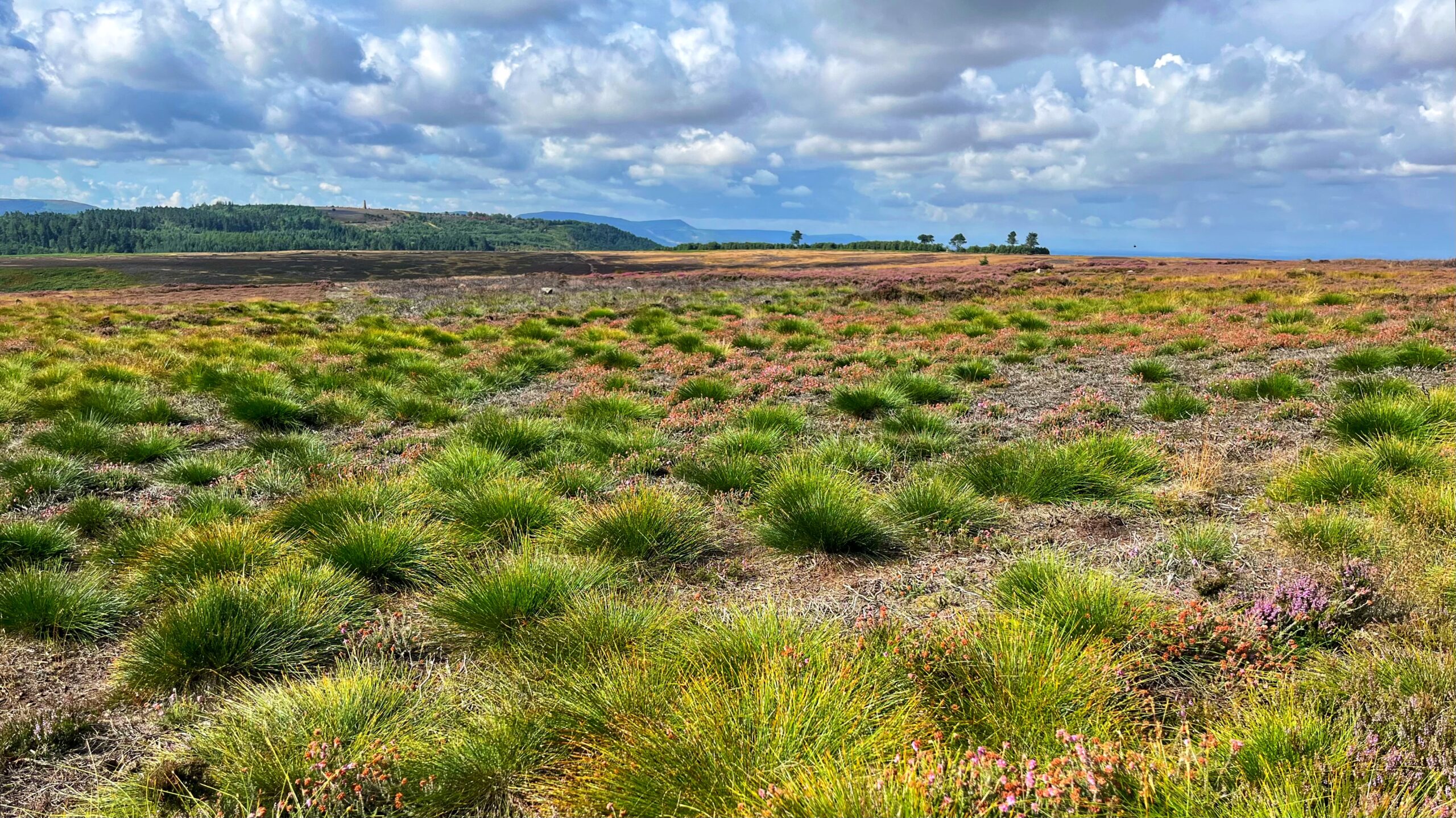 Tussocks of deer-grass form a dense, spiky green carpet across an old swidden in a heather moorland, with the occasional patch of purple flowering heather scattered between the clumps. Rolling hills and forestry give way to a hazy coastline in the distance, under a wide sky of scattered cloud.