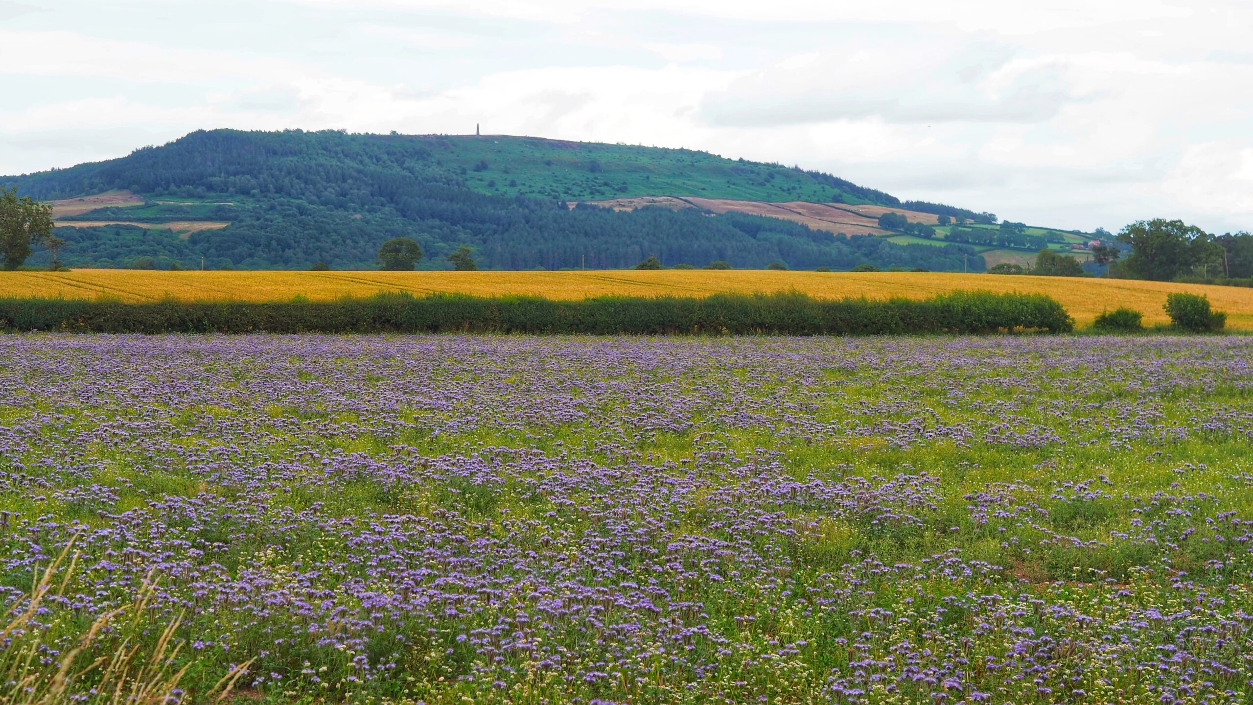 A field of purple Phacelia flowers fills the foreground, thick and low to the ground. Behind it runs a hedge, then a strip of ripe golden wheat. Further back rises Easby Moor, dark green with forestry, and on its summit stands Captain Cook's Monument, a thin stone obelisk against the sky.