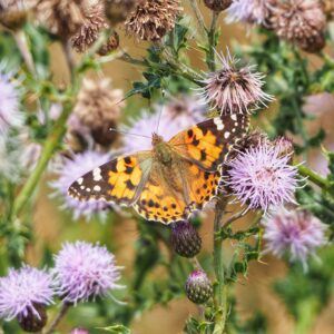 A Painted Lady butterfly, wings spread wide in orange, black and white, feeds on a purple thistle bloom, surrounded by more thistle flowers and spiky buds.