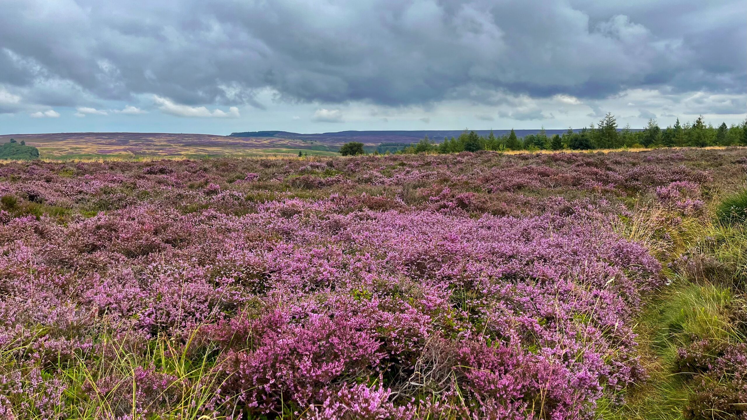 Purple heather moorland stretching to the horizon under a heavy grey sky, with a line of dark conifers marking the far edge of the field and low hills rising behind them.