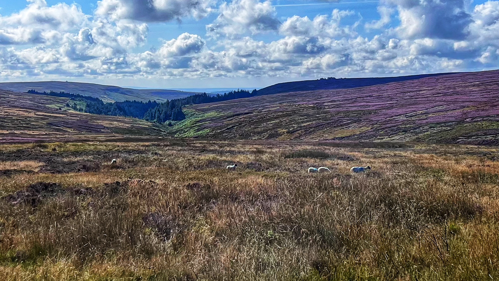A landscape view looking down the valley of Bransdale in the North York Moors, featuring rolling hills blanketed in vibrant purple blooming heather. In the foreground, white sheep graze on a rough terrain of yellow and brown moorland grasses. These managed livestock are a common sight in the uplands, where their grazing and trampling help shape the vegetation communities. The midground shows the valley floor transitioning into a dark green coniferous forest under a bright blue sky with scattered white clouds.