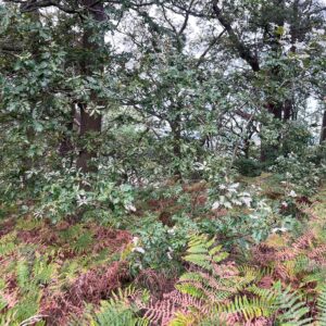 A patch of British woodland on a slope, with young oak trees and ferns in the foreground. Several oak branches are covered in pale, whitish blotches on the leaves, standing out against the darker green foliage around them. Bracken in shades of green and rust brown covers the ground.