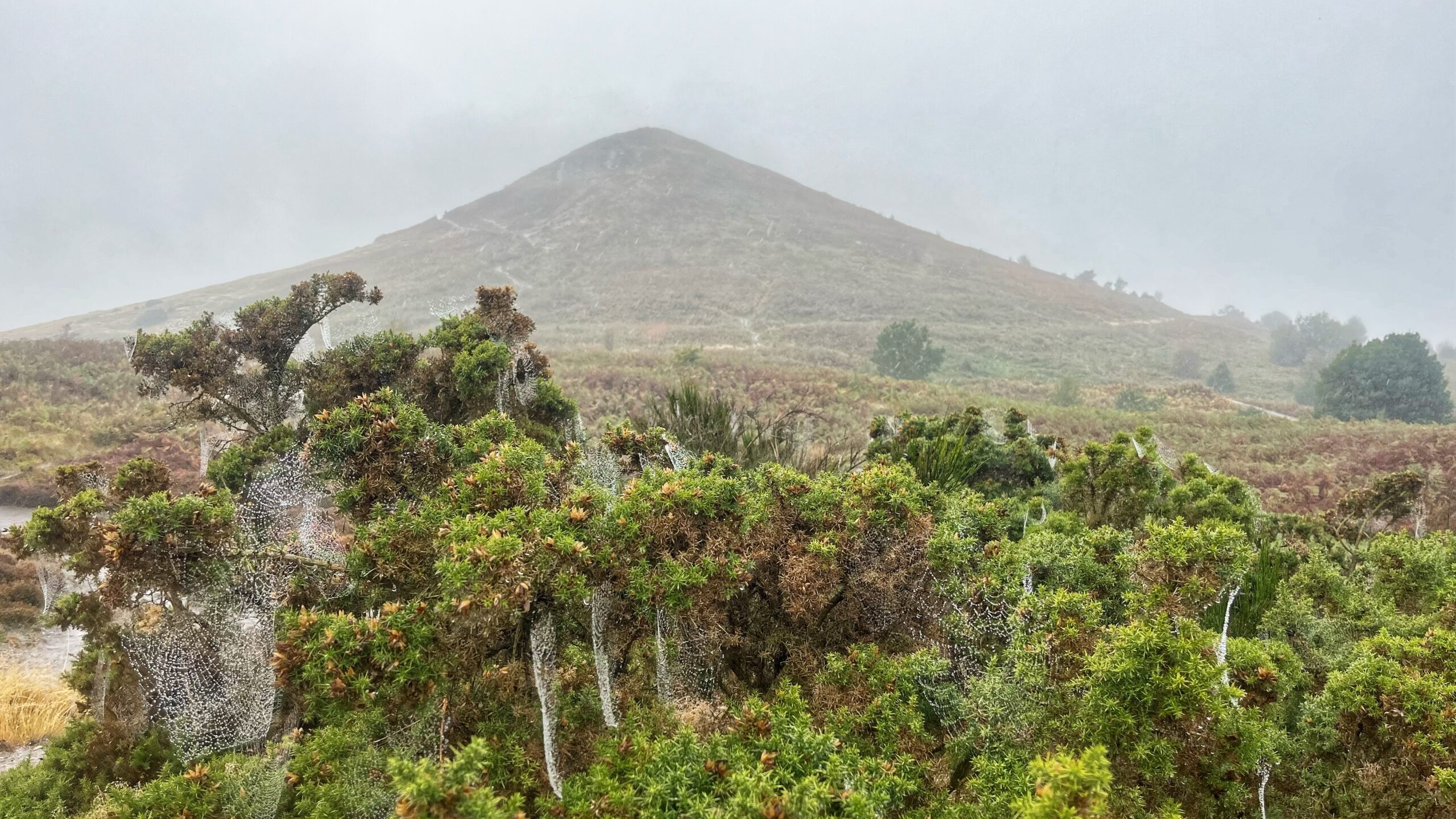 Gorse bushes hung with dew-covered spider webs, with a steep, cone-shaped hill rising into thick grey mist behind them.
