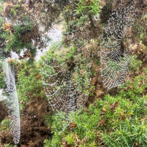 Dew-covered spider webs hanging among gorse spines.