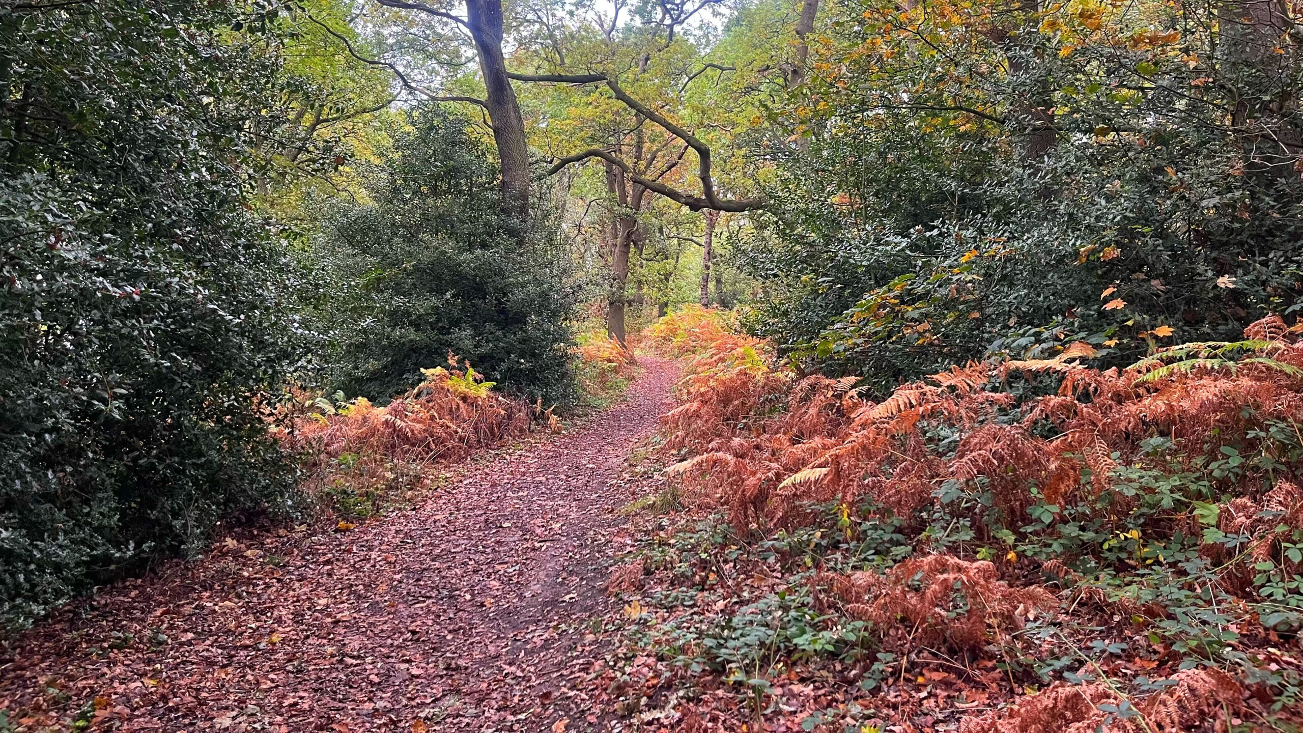 A woodland path covered in fallen autumn leaves winds between dense green shrubs and mature trees. Rust-coloured bracken lines both sides of the path, while yellow and orange foliage brightens the canopy.