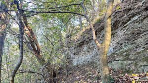 Steep woodland bank in autumn, with a sloping earth path covered in fallen leaves running beside a tall, layered grey rock face with patches of moss. A slender tree with a curved, arching branch grows from the foot of the rock, and thin young trees with green and yellowing leaves crowd the left side, while sunlight filters through the canopy above.