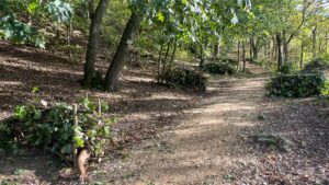 A sunlit woodland path curves gently uphill between mature trees. Low piles of cut branches and leafy vegetation are stacked along the edges, while dappled sunlight falls across the leaf-strewn ground.