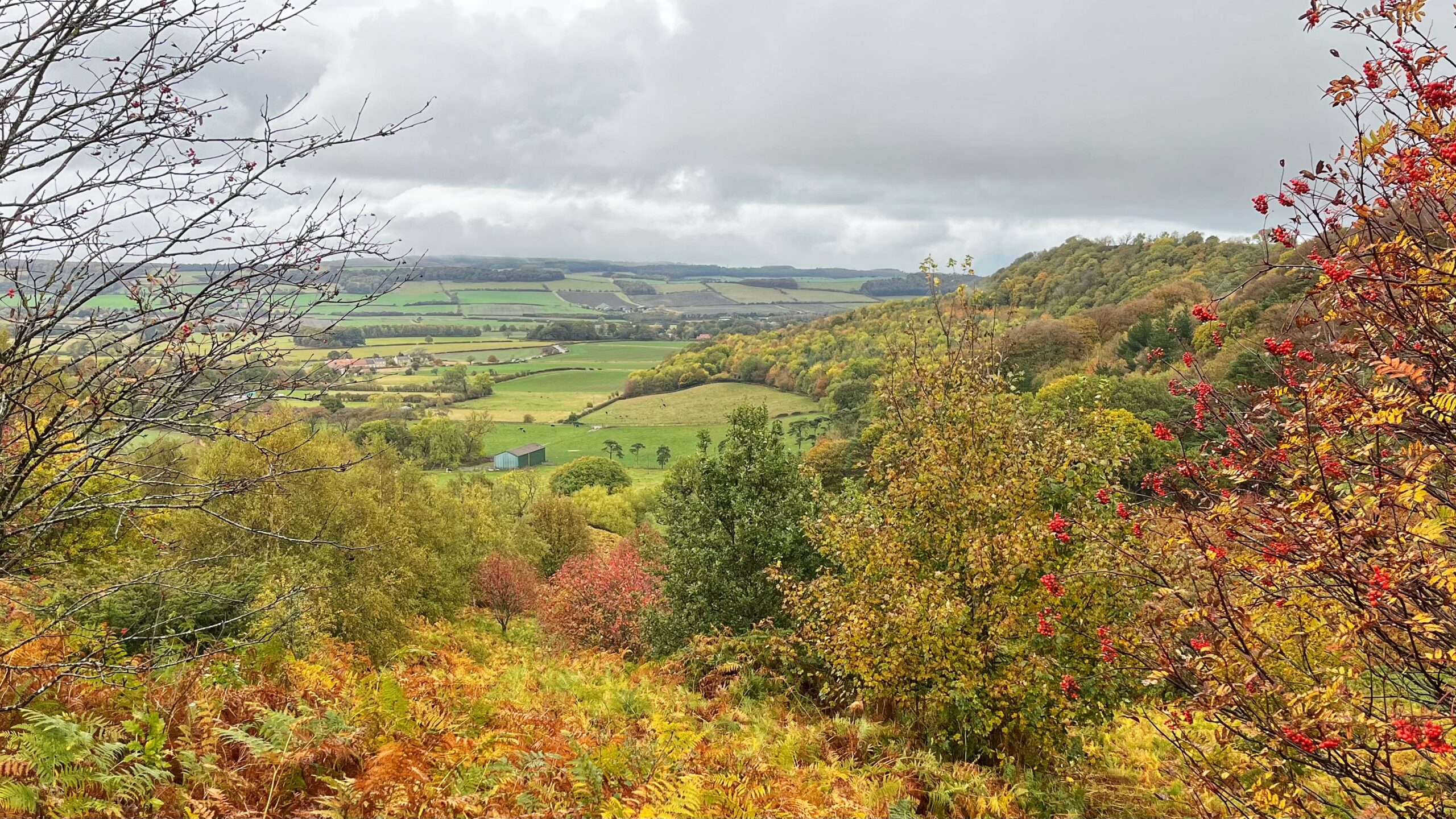 Autumn view from a bracken-covered slope looking across the patchwork green fields of Pinchinthorpe. Orange and gold bracken fills the foreground, framed by a rowan heavy with red berries on the right and bare, berry-dotted branches on the left. A yellow and green wooded hillside rises on the right, a green barn and a few pine trees stand in the middle distance, and a farm sits among the fields beneath a heavy grey sky.