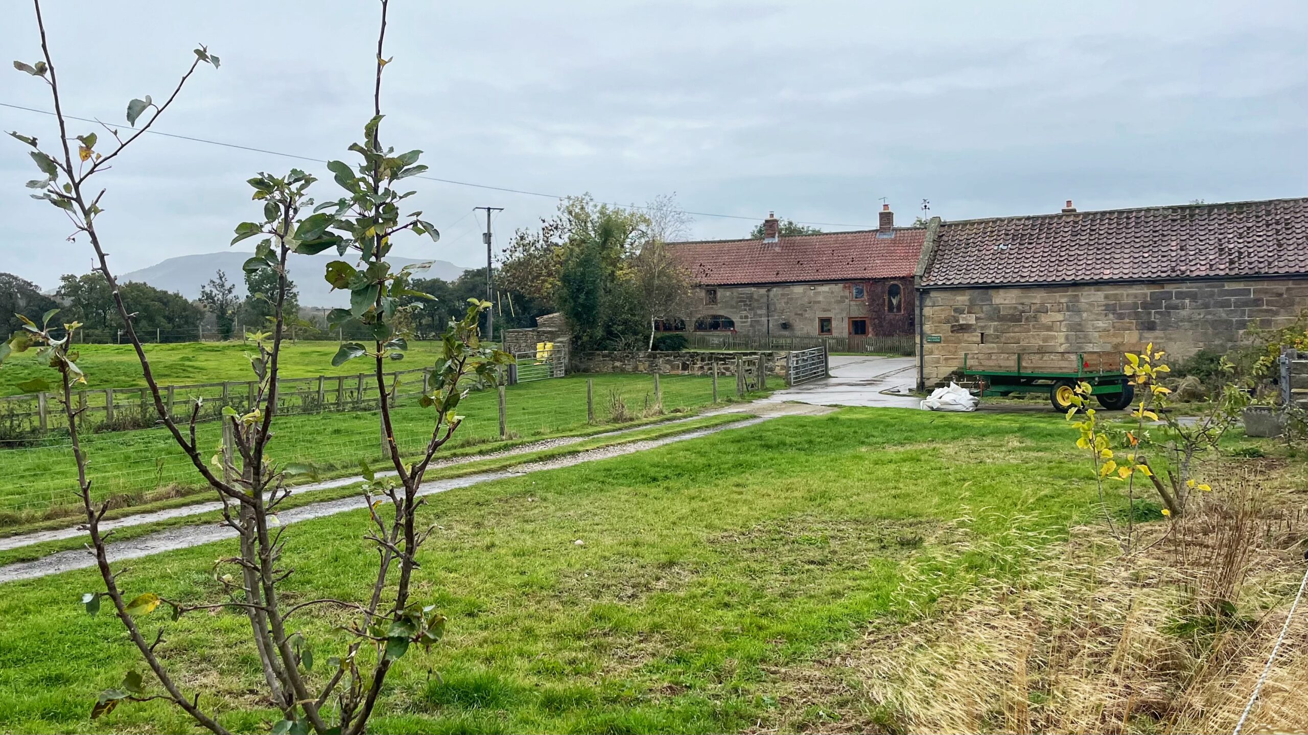 Stone farmhouse and barn with red tiled roofs at Drummer Hill Farm, North Yorkshire, seen across a green paddock under a grey, overcast sky. A young tree with yellowing leaves stands in the foreground, a green trailer is parked beside the barn, and the Cleveland Hills rise faintly in the distance.