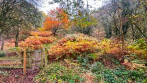 A rustic wooden gate at the start of a woodland dirt path climbing a hill in Dovedale, surrounded by vibrant orange autumn bracken and golden canopy trees.
