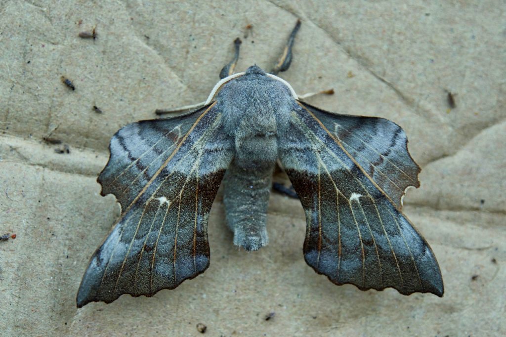 Poplar Hawk Moth – Out & About