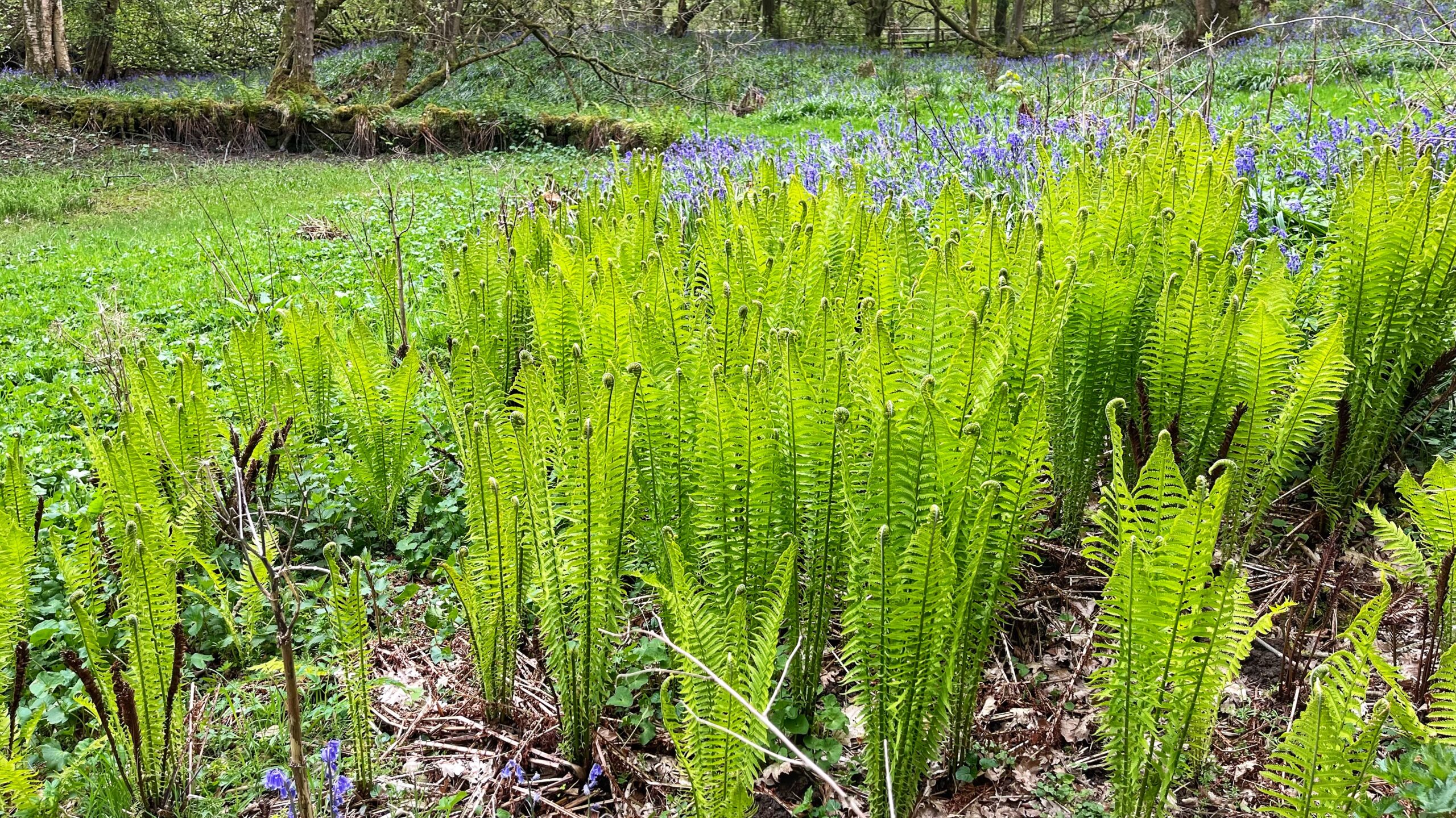 Valley Garden: Bluebells, Bog Plants and a Baffling Fern
