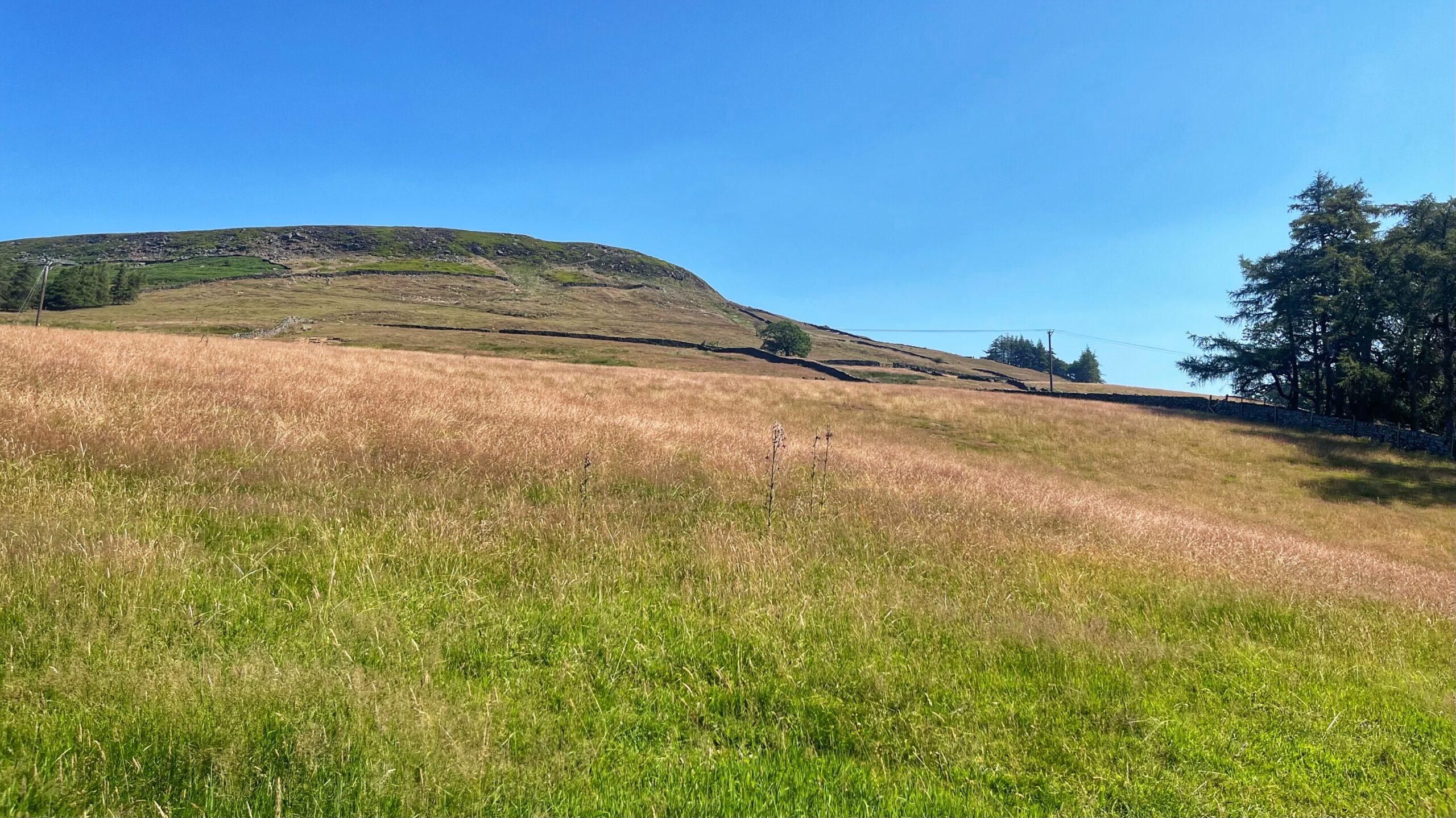 Potter’s Nab: Farndale’s New Woodland