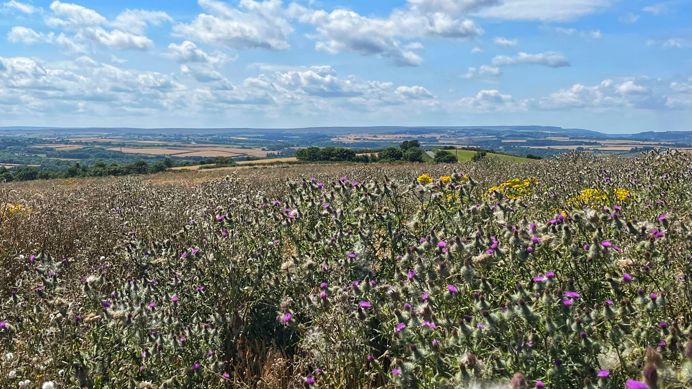 Butterflies, Thistledown and the Long Arm of the Law