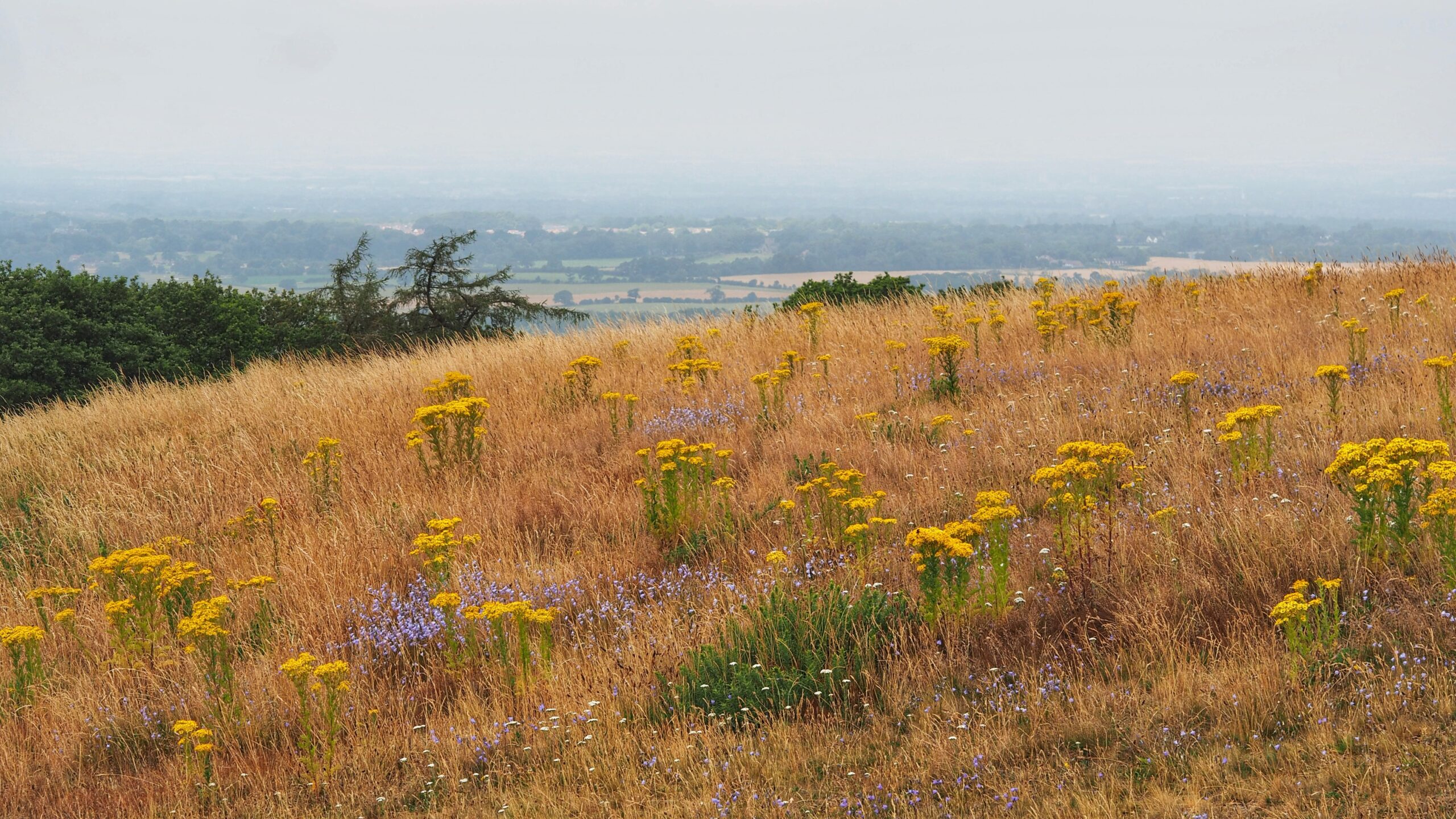 Ragwort: The Weed That Feeds the Bees