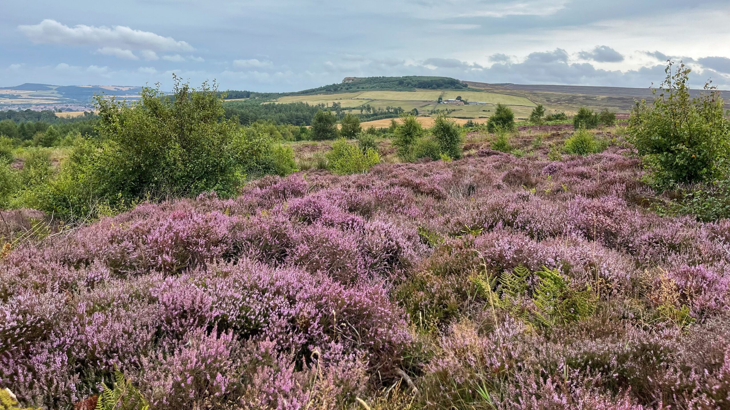 Unmanaged Blaze on Hutton Moor