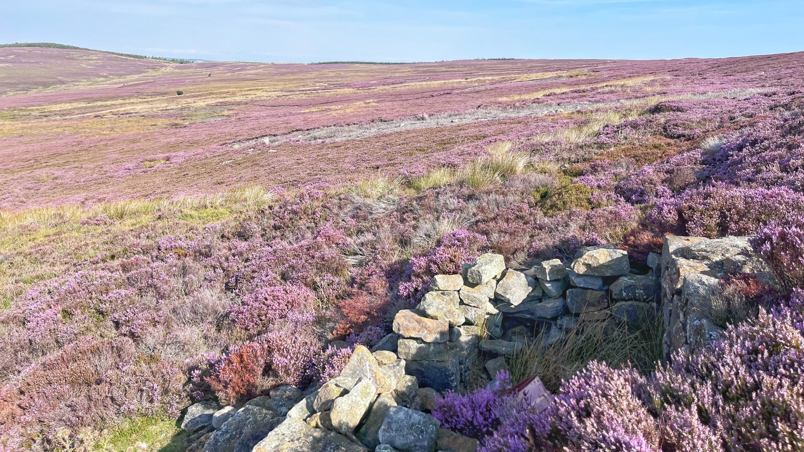 Photograph of a heather moorland in full bloom, with pink and purple heather stretching across rolling hills under a pale blue sky. In the foreground, a low dry-stone wall runs diagonally across the frame, enclosing a small damp patch of ground, the site of Penrod Spring. Patches of dry grass and rust-coloured vegetation break up the heather in the middle distance.