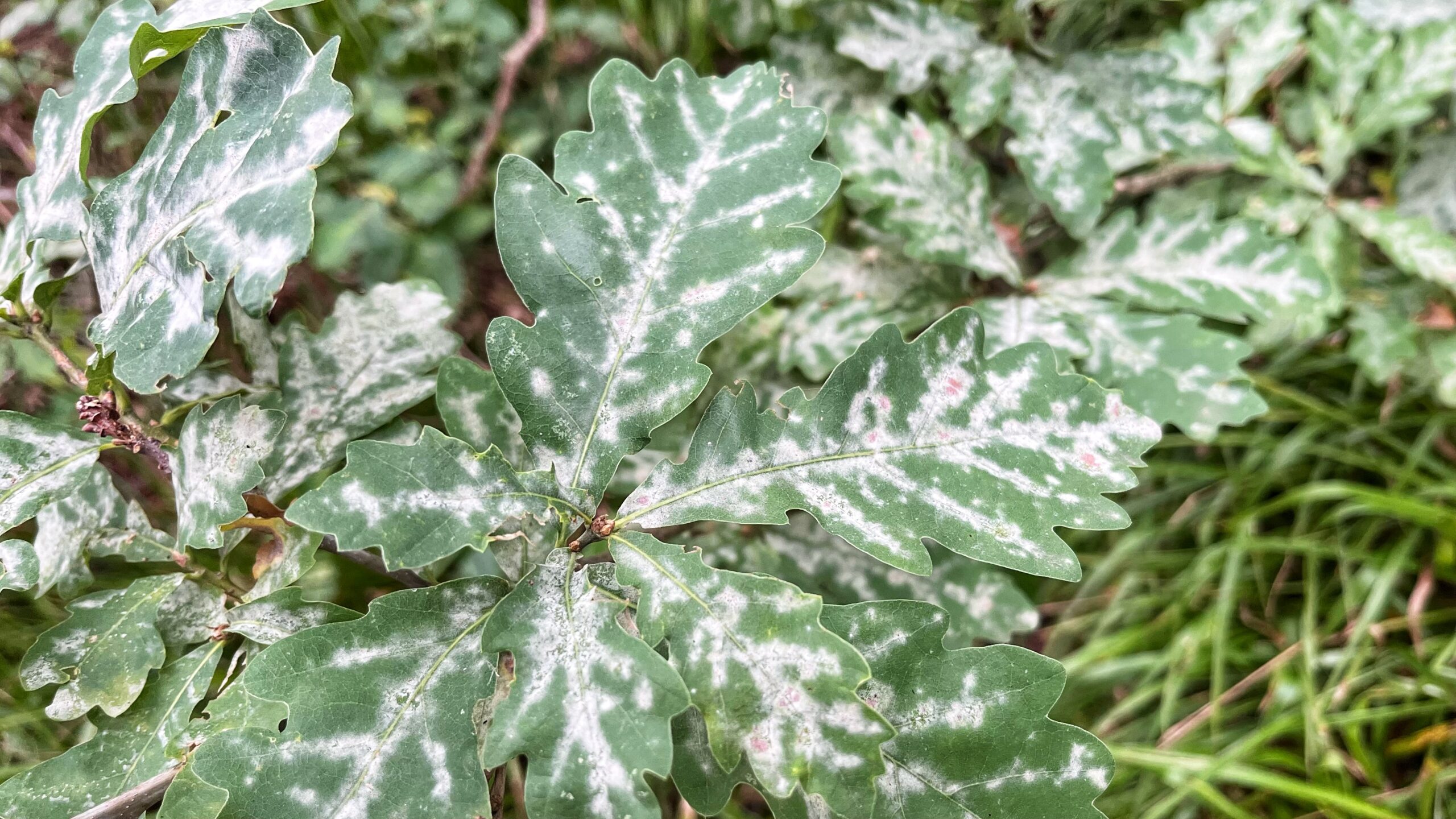 White Dust, Tropical Lust: The Oak Mildew Invader